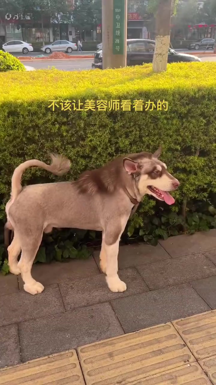 怎么那么像那什么