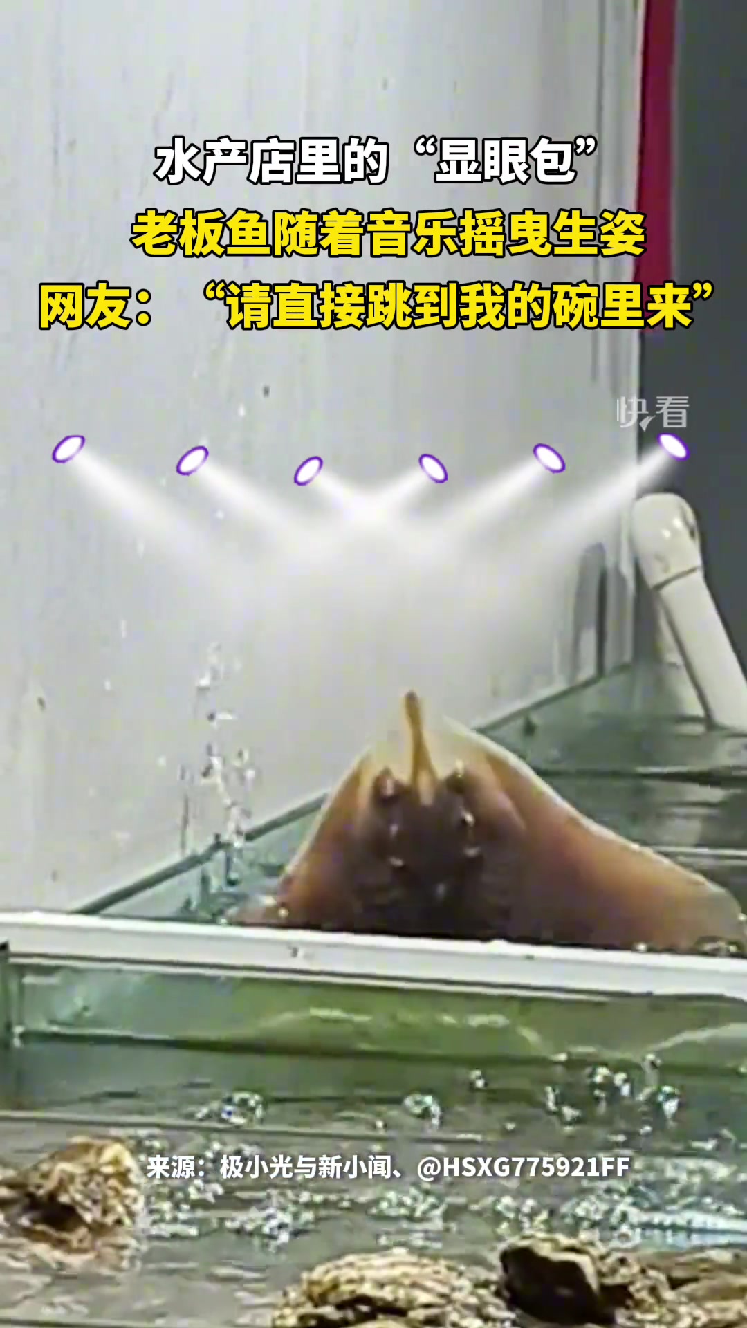 水产店里的老板鱼随着音乐摇曳舞姿，秒变“显眼包”