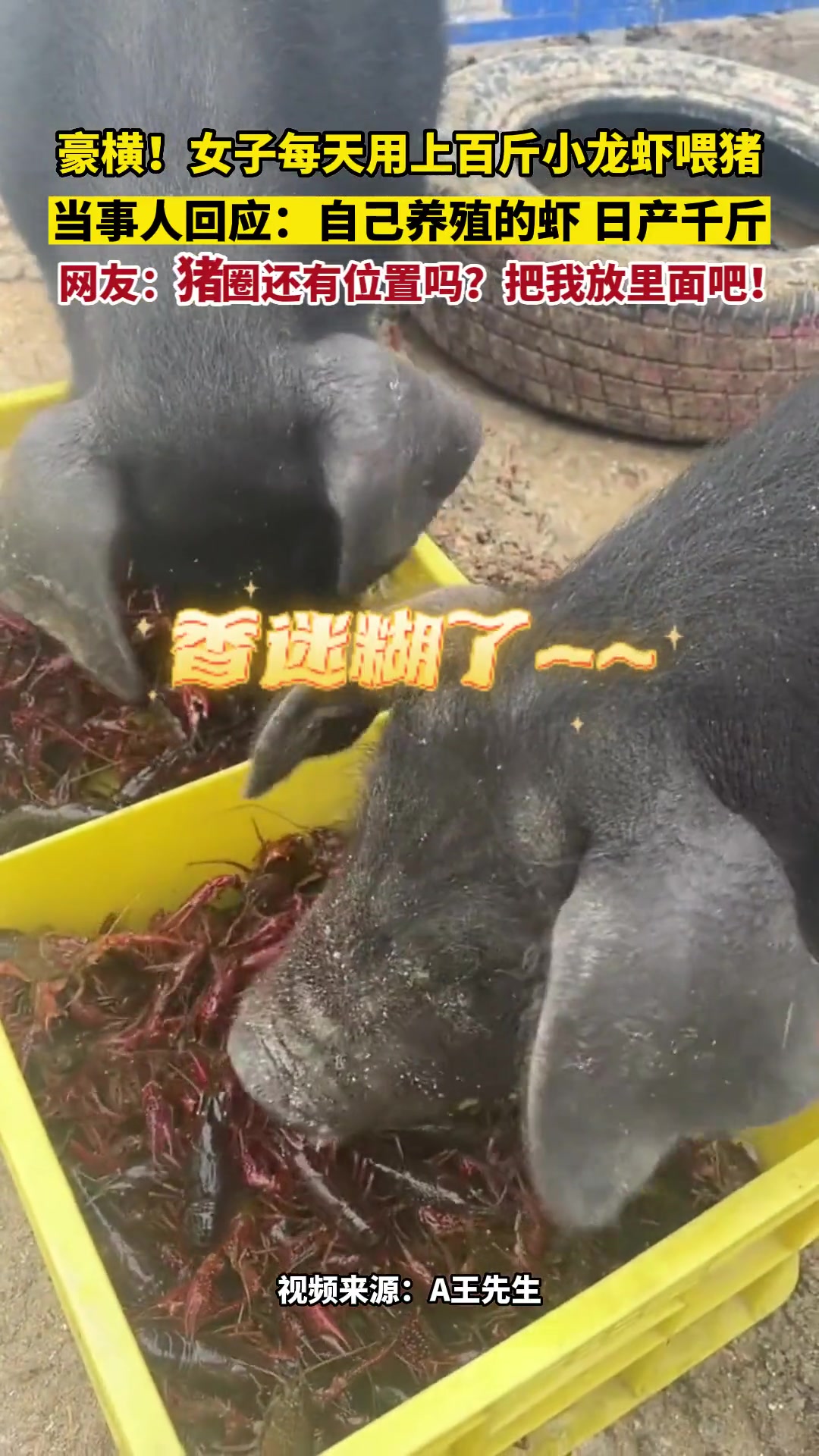 连猪都实现了吃小龙虾自由啊