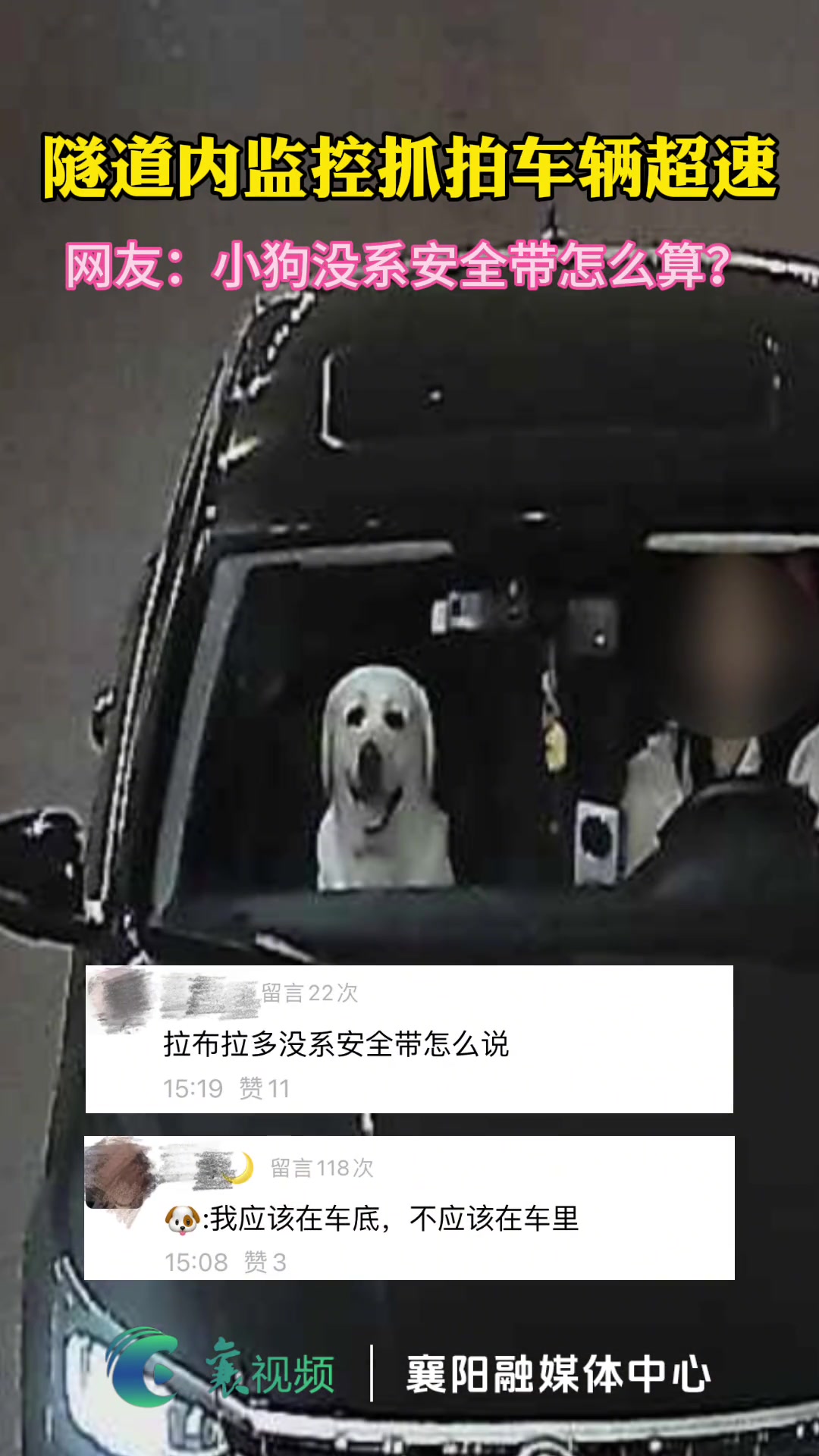 当副驾小狗没有系安全带该怎么算