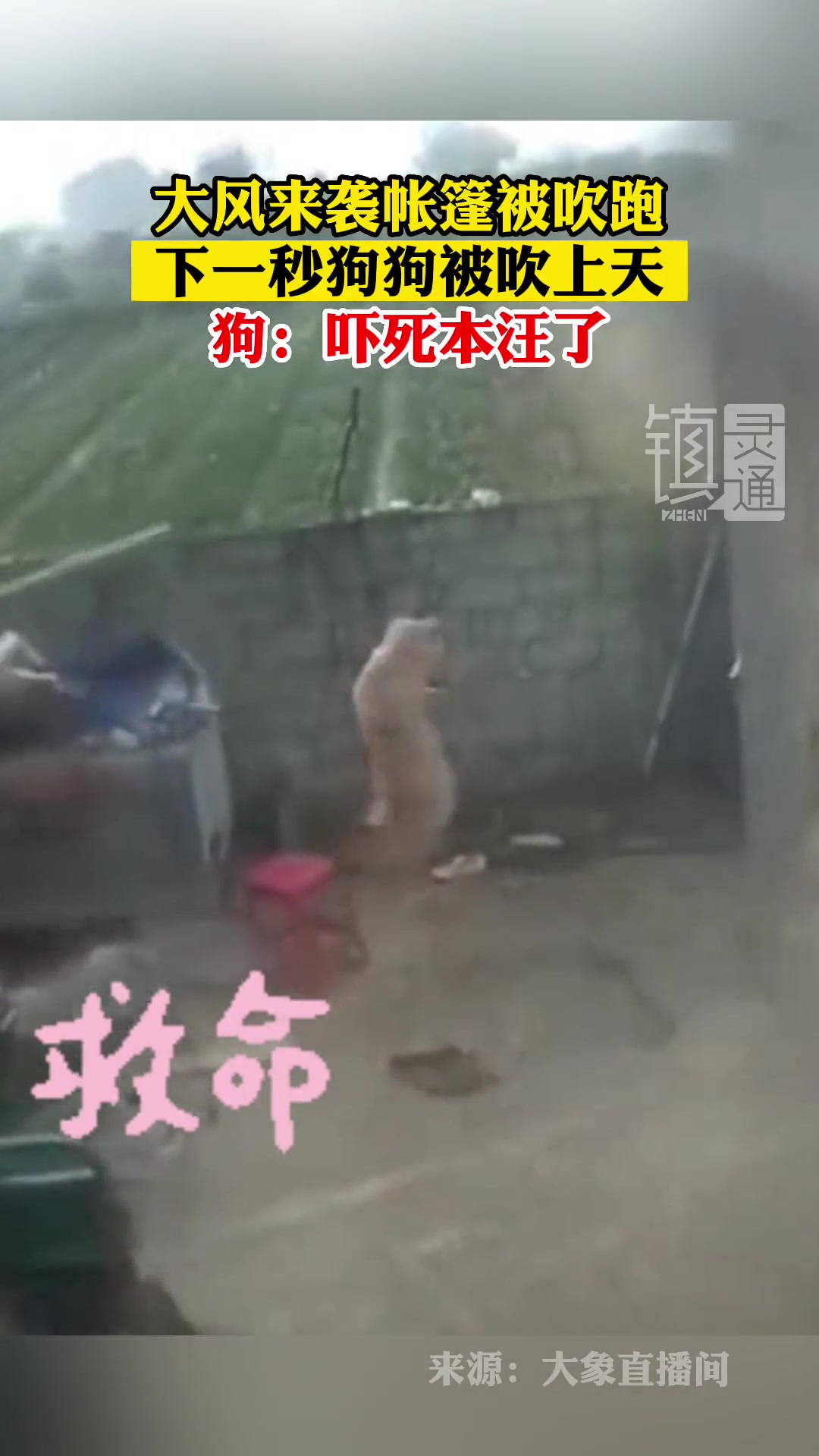 惊呆了！大风来袭帐篷被吹跑，狗狗差点变成“啸天犬”