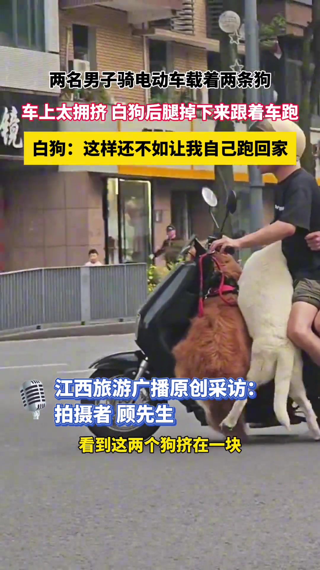 白狗：这样还不如让我自己跑回家
