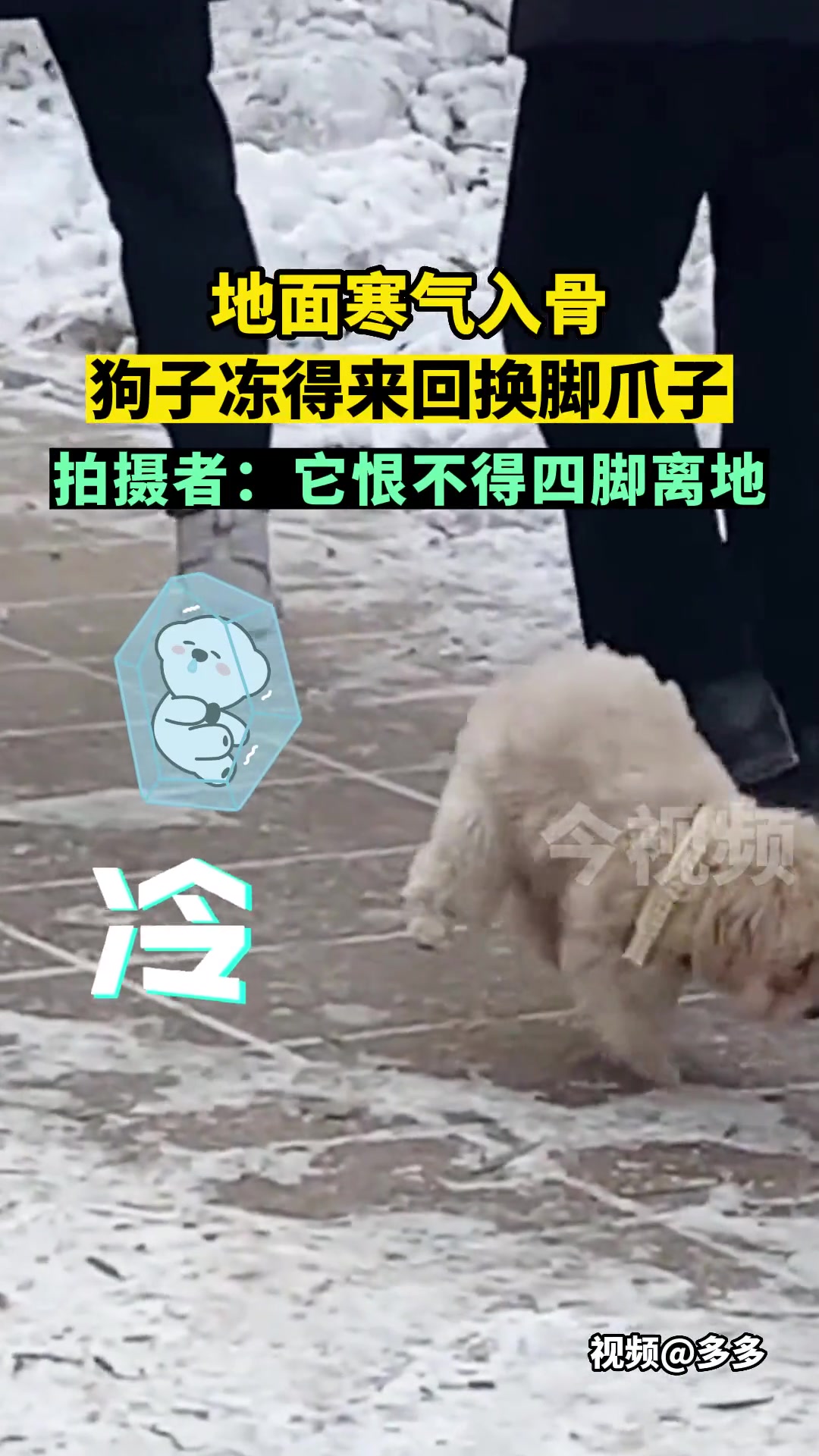 狗子冻得来回换脚爪子，它恨不得四脚离地！