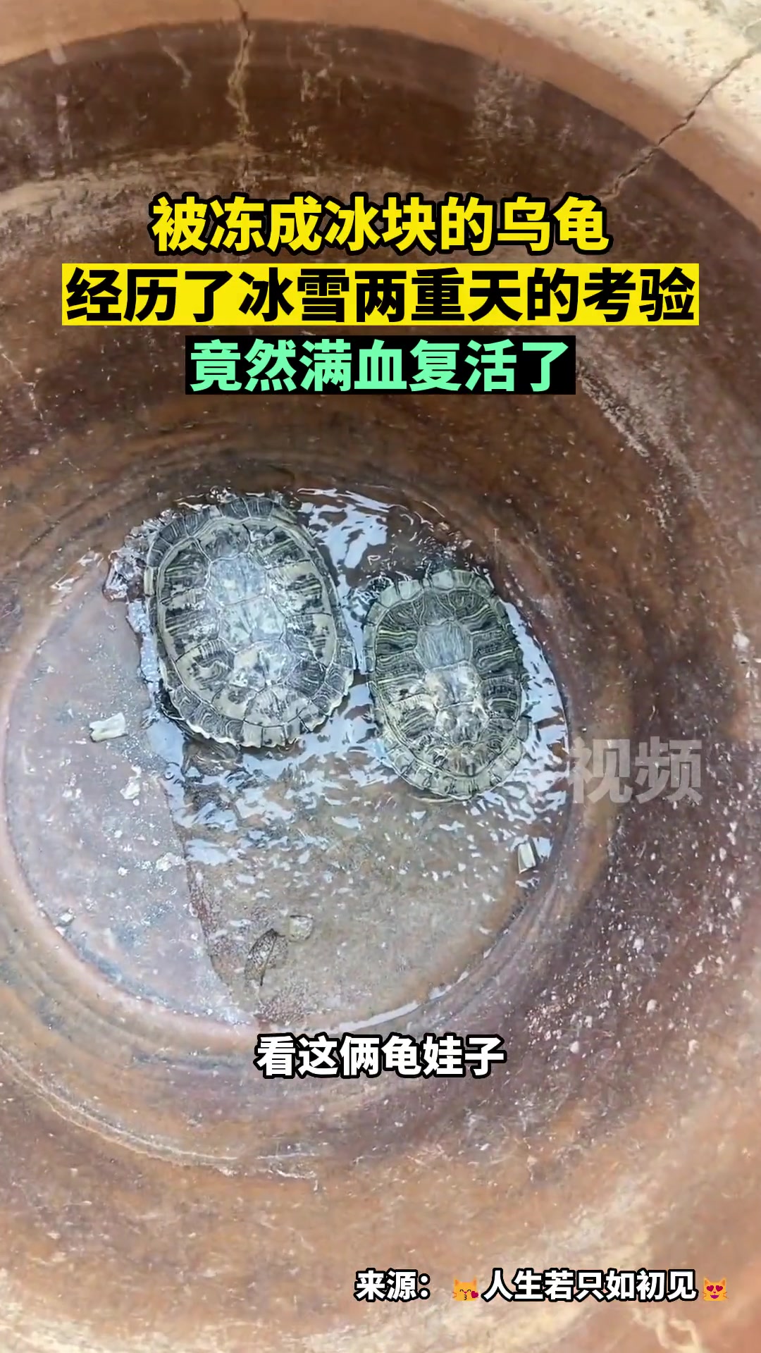 被冻成冰块的乌龟，竟然满血复活了