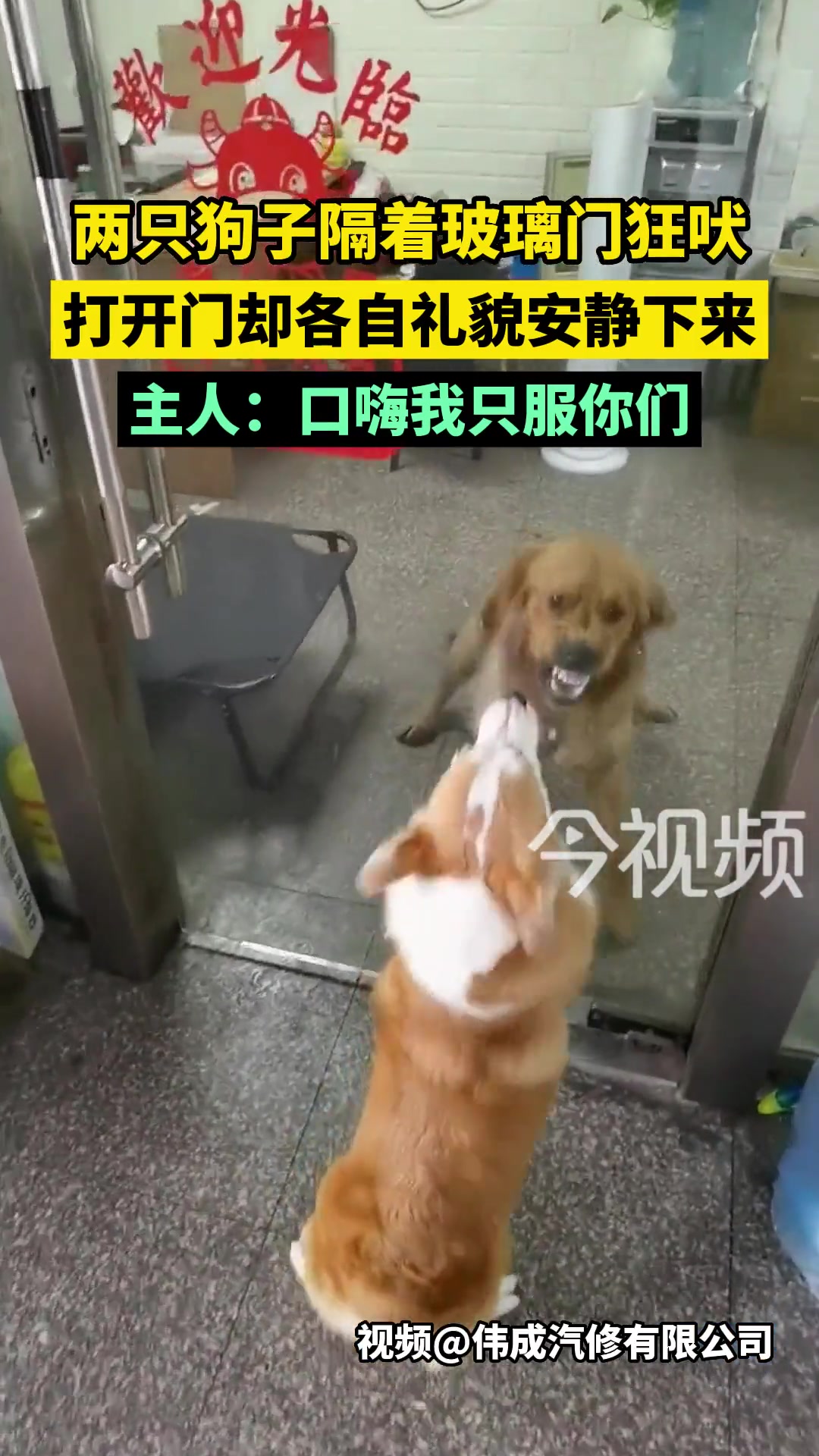 两只狗子隔着玻璃门狂吠，打开门却各自礼貌安静下来