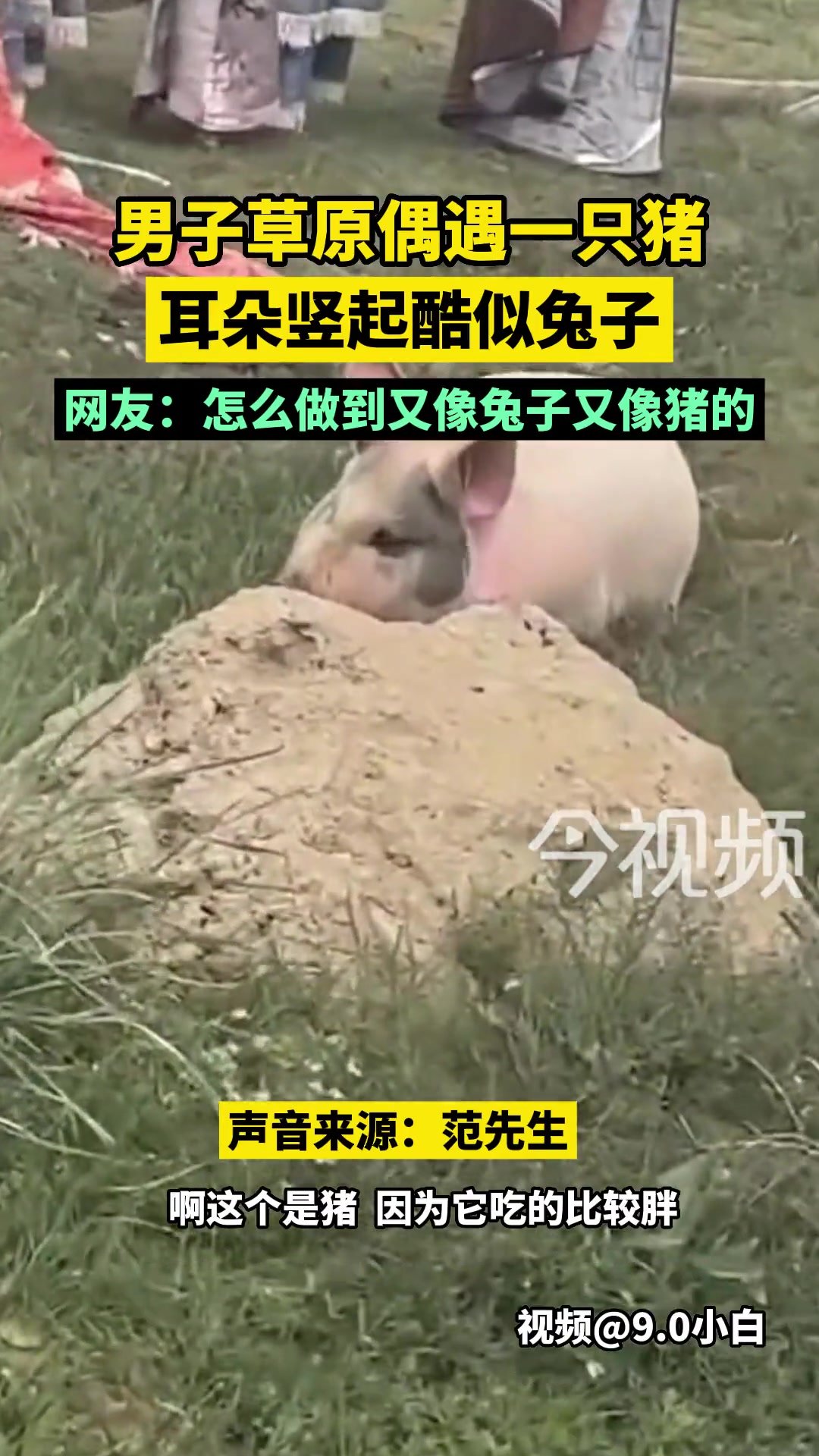 它是怎么做到又像兔子又像猪的
