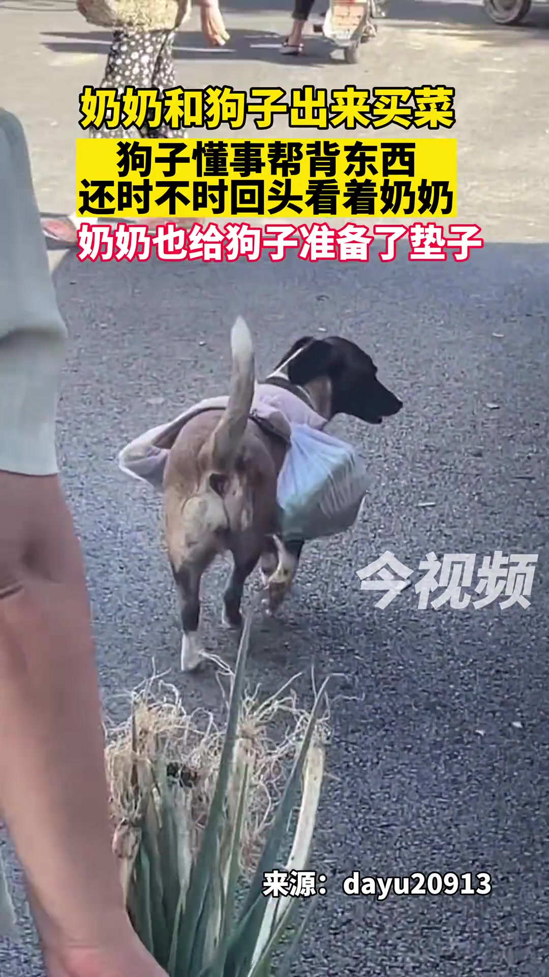 奶奶说养我不如养条狗！原来是真的