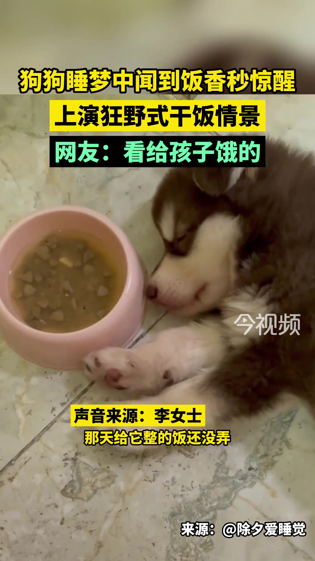 狗子是想赶紧吃完赶紧睡