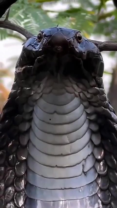 黑色的印度眼镜蛇！充满压迫感！