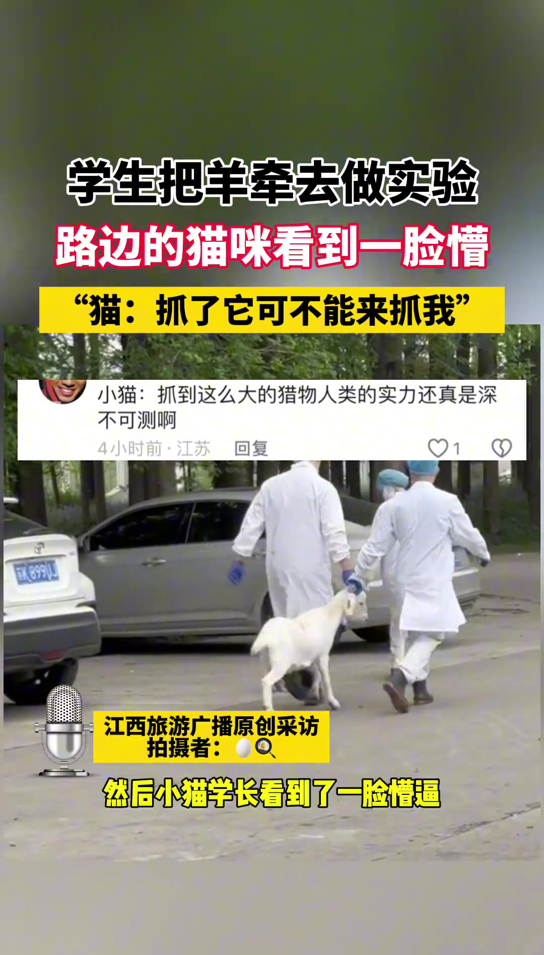 猫咪:他们一定是杀羊的，以后一定远离穿制服的人。