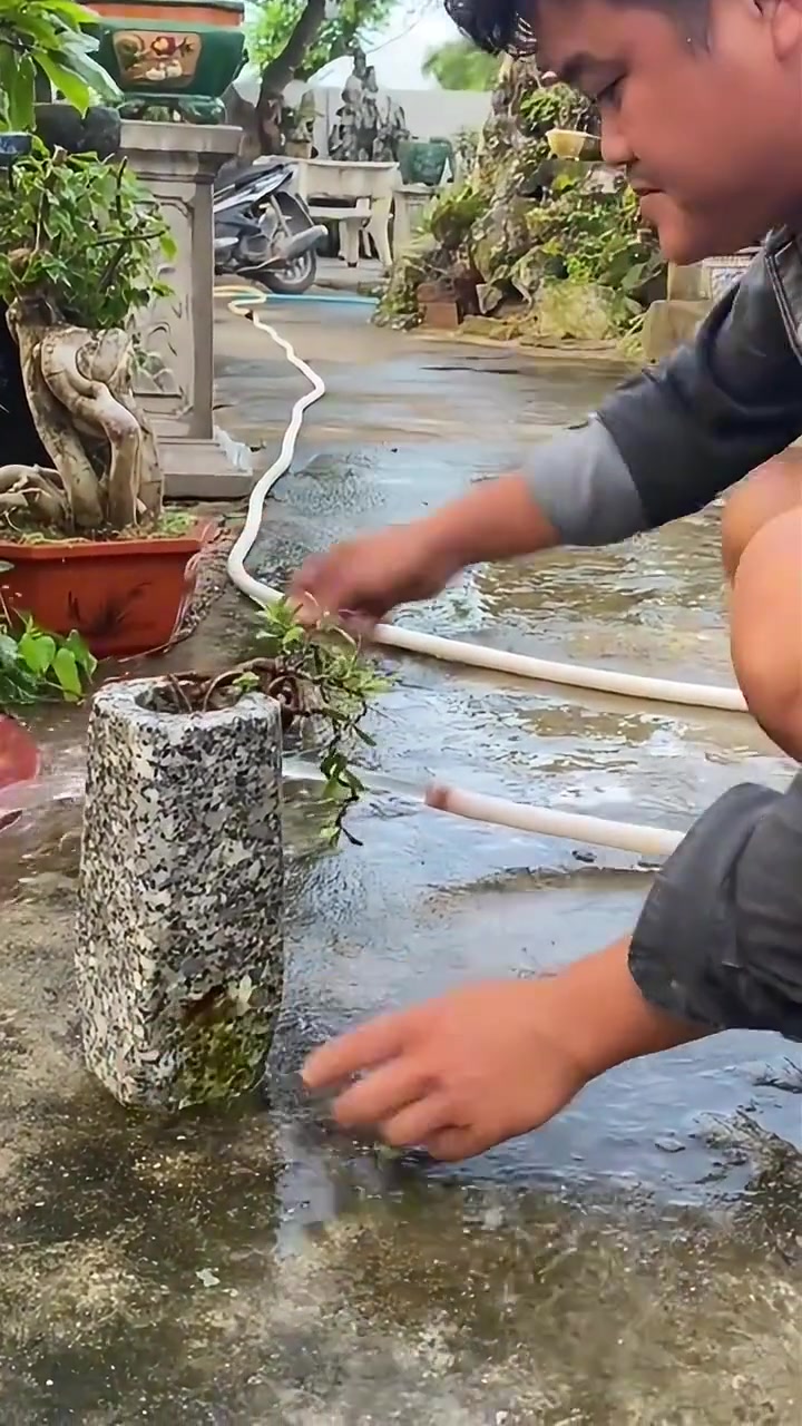 植物：笑死，今天水了一把
