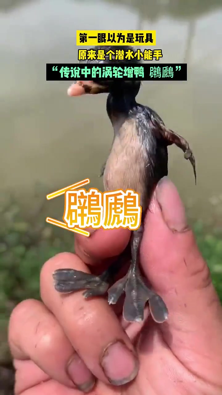 “传诡中的脶轮增鸭 鸊鷉”