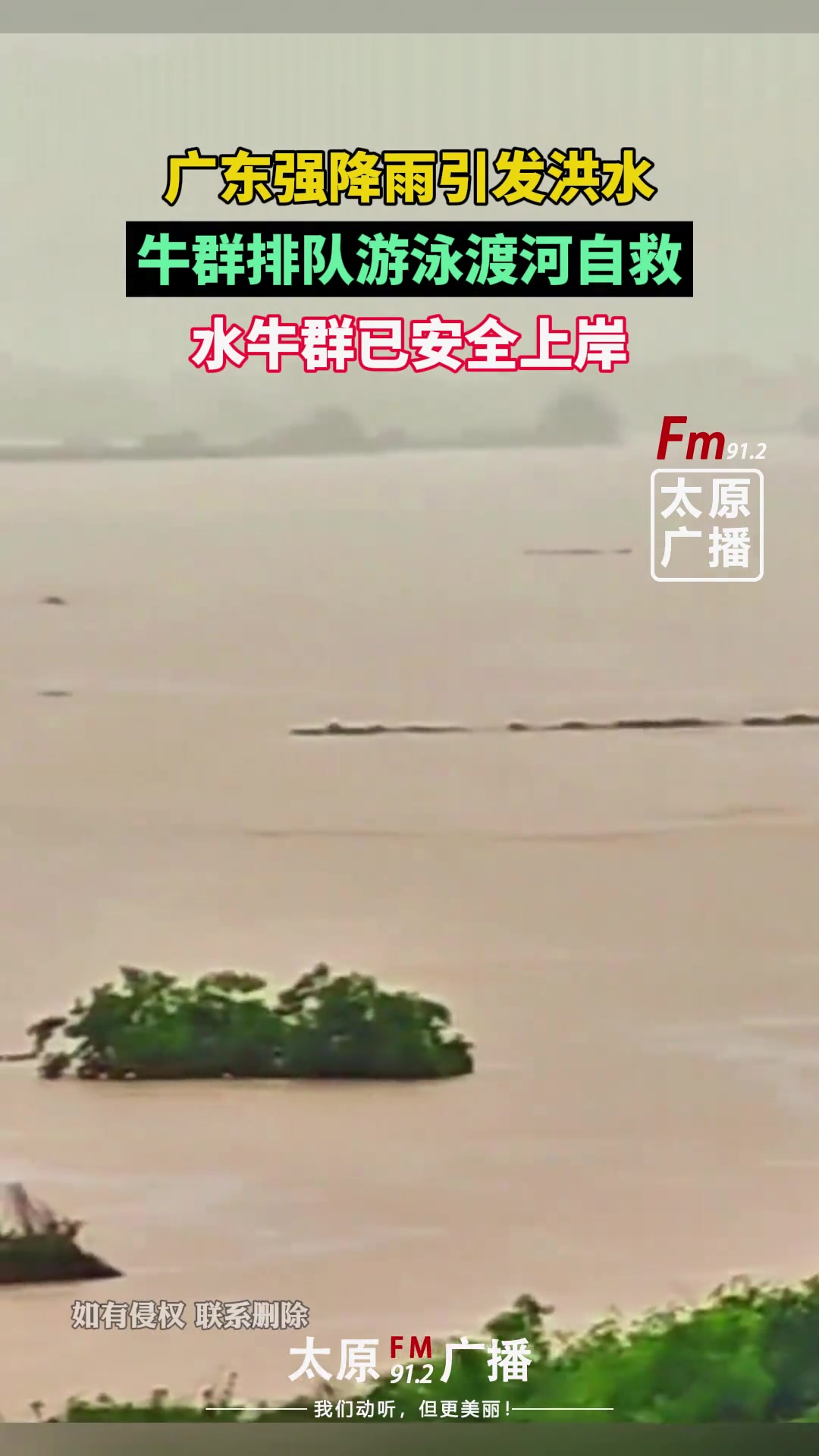 强降雨引发洪水，牛群排队游泳过河自救