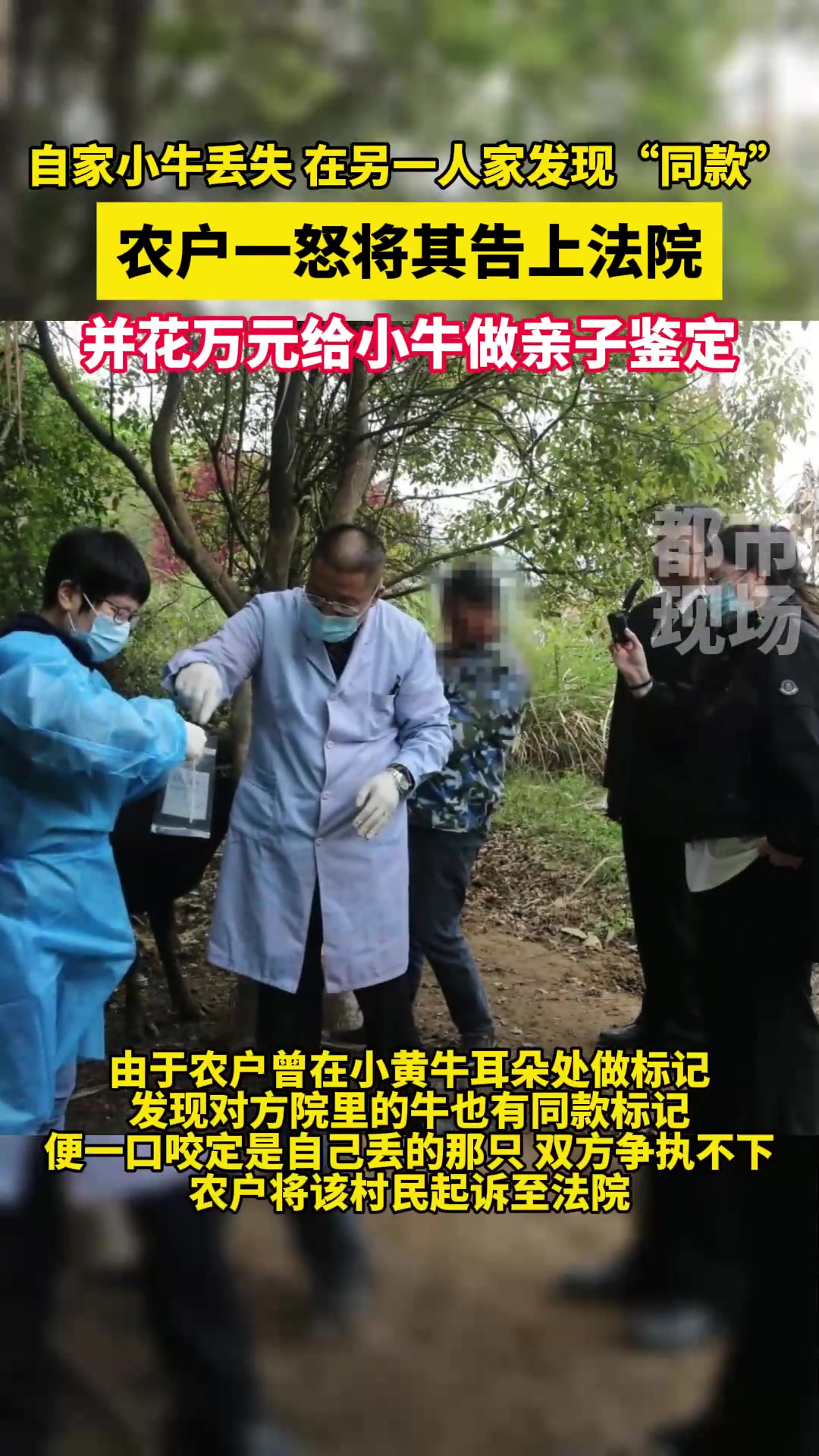 小牛也做起了亲子鉴定啦！你怎么看？