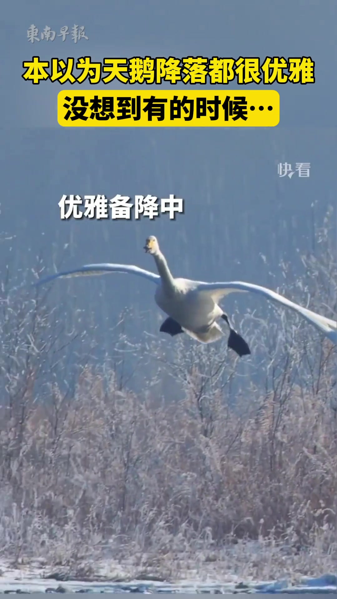 本以为天鹅降落都很优雅，没想到有的时候......
