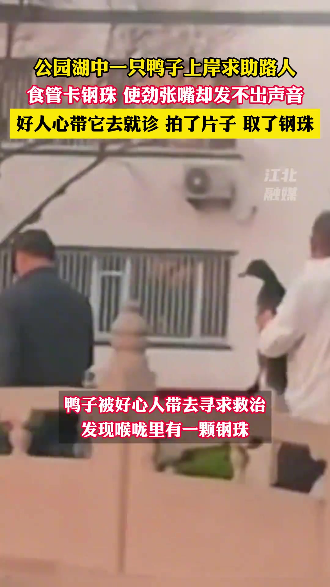 公园湖中一只鸭子上岸求助路人