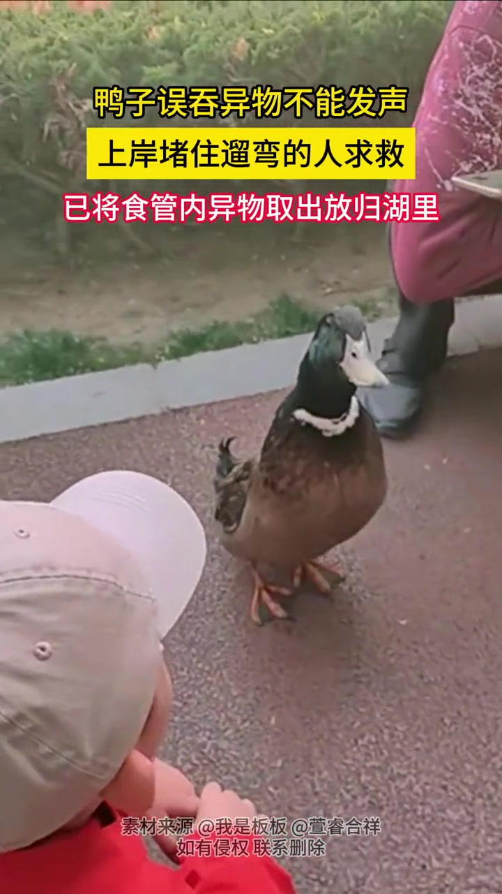 这只鸭子聪明了，还知道求助人
