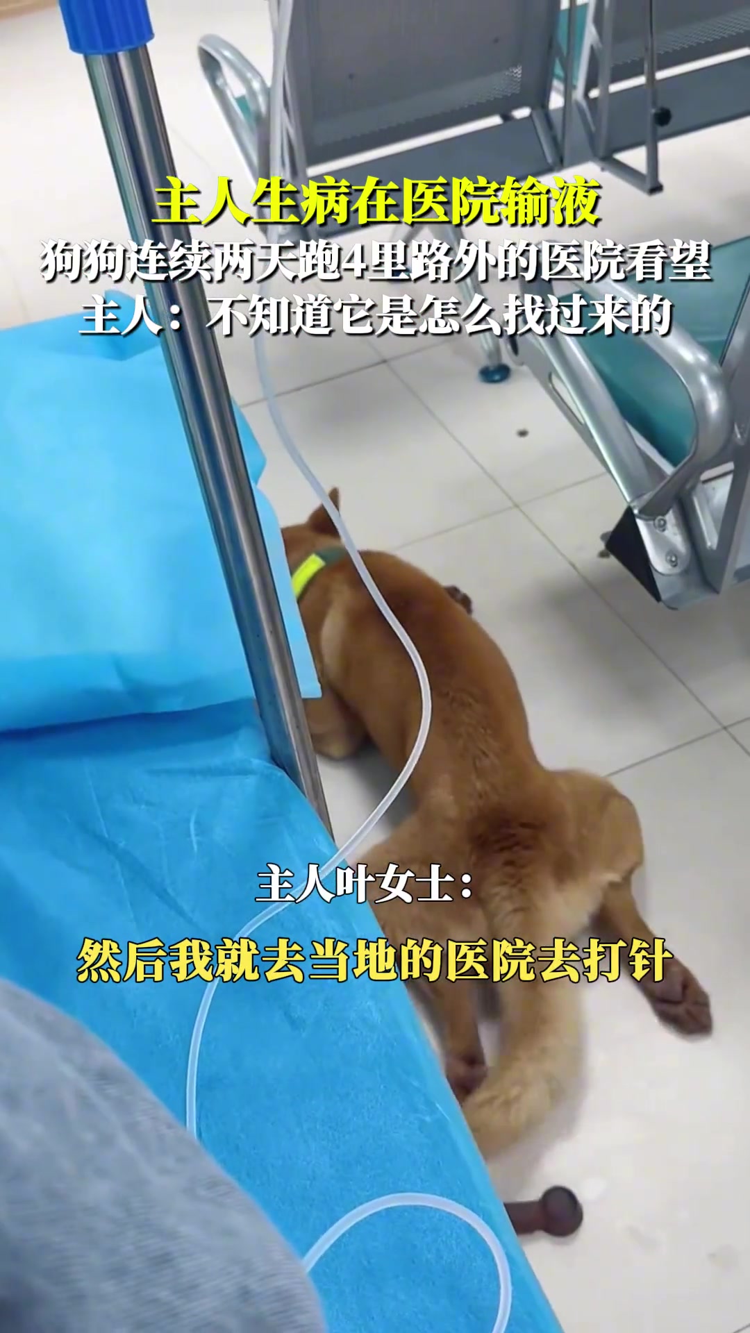 主人生病在医院输液狗狗连续两天跑4里路外的医院看望