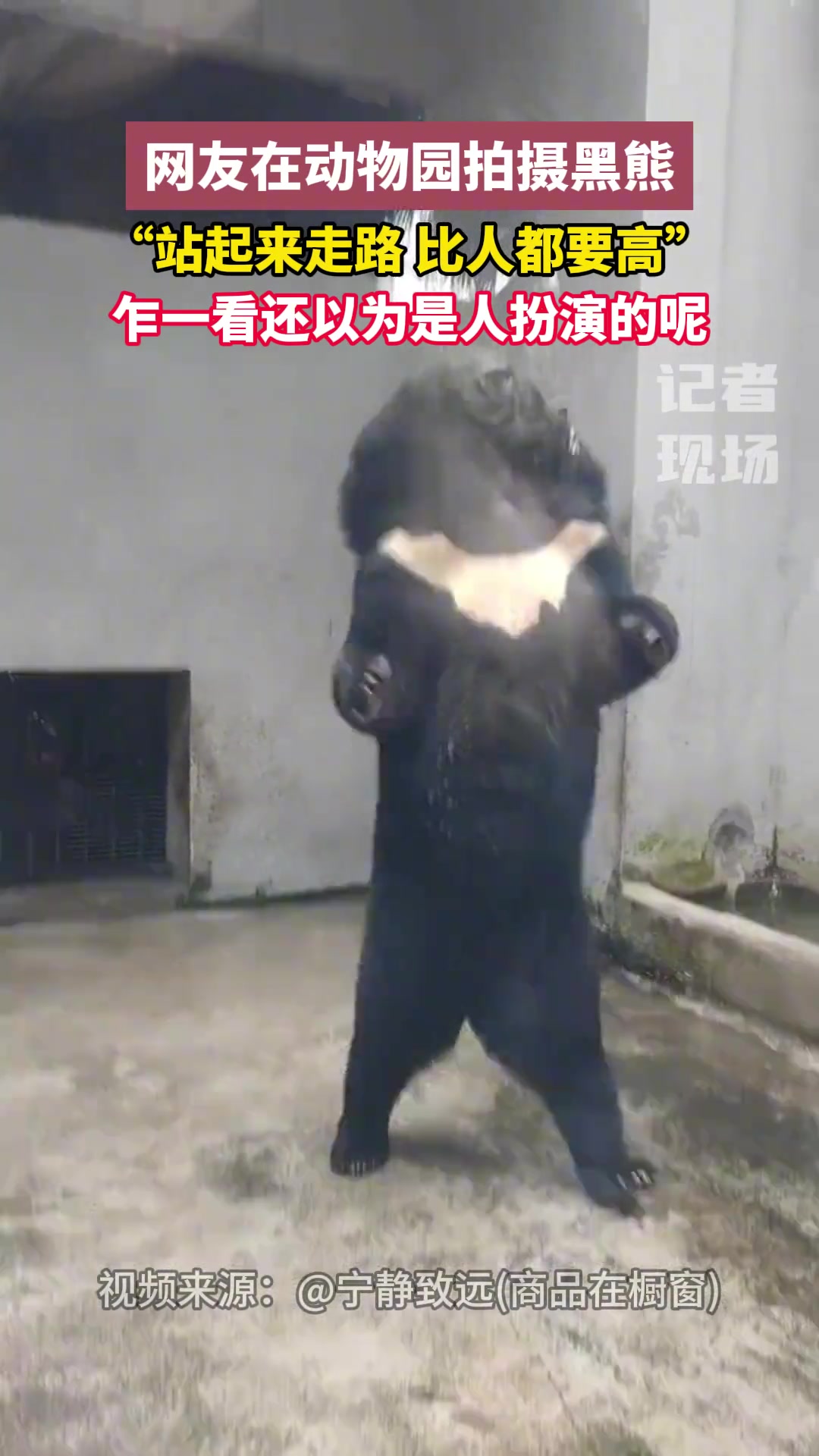 这黑熊 咋一看还以为是人扮的呢！