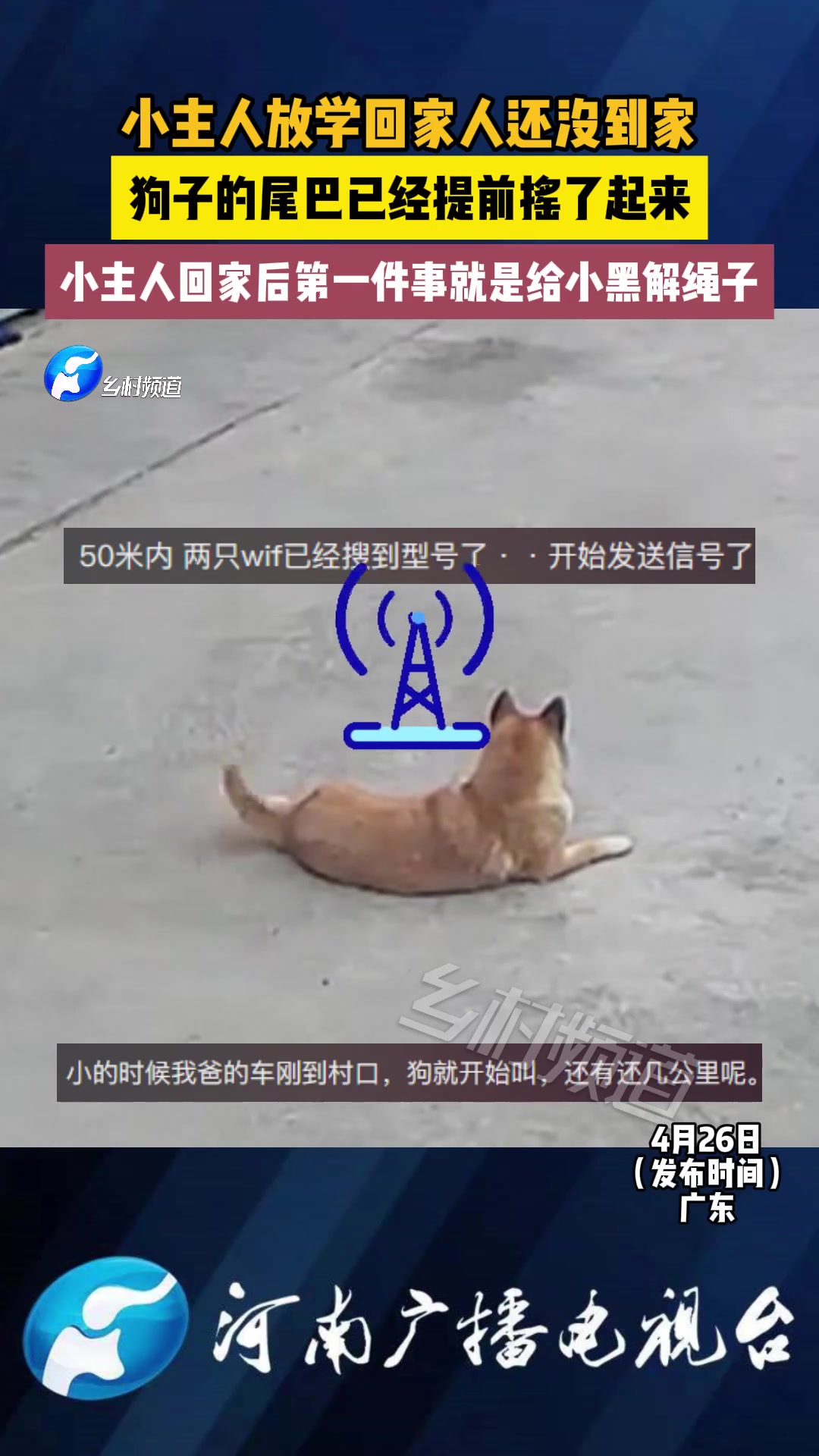 这是装了雷达吗！ 狗子和小主人双向奔赴的快乐