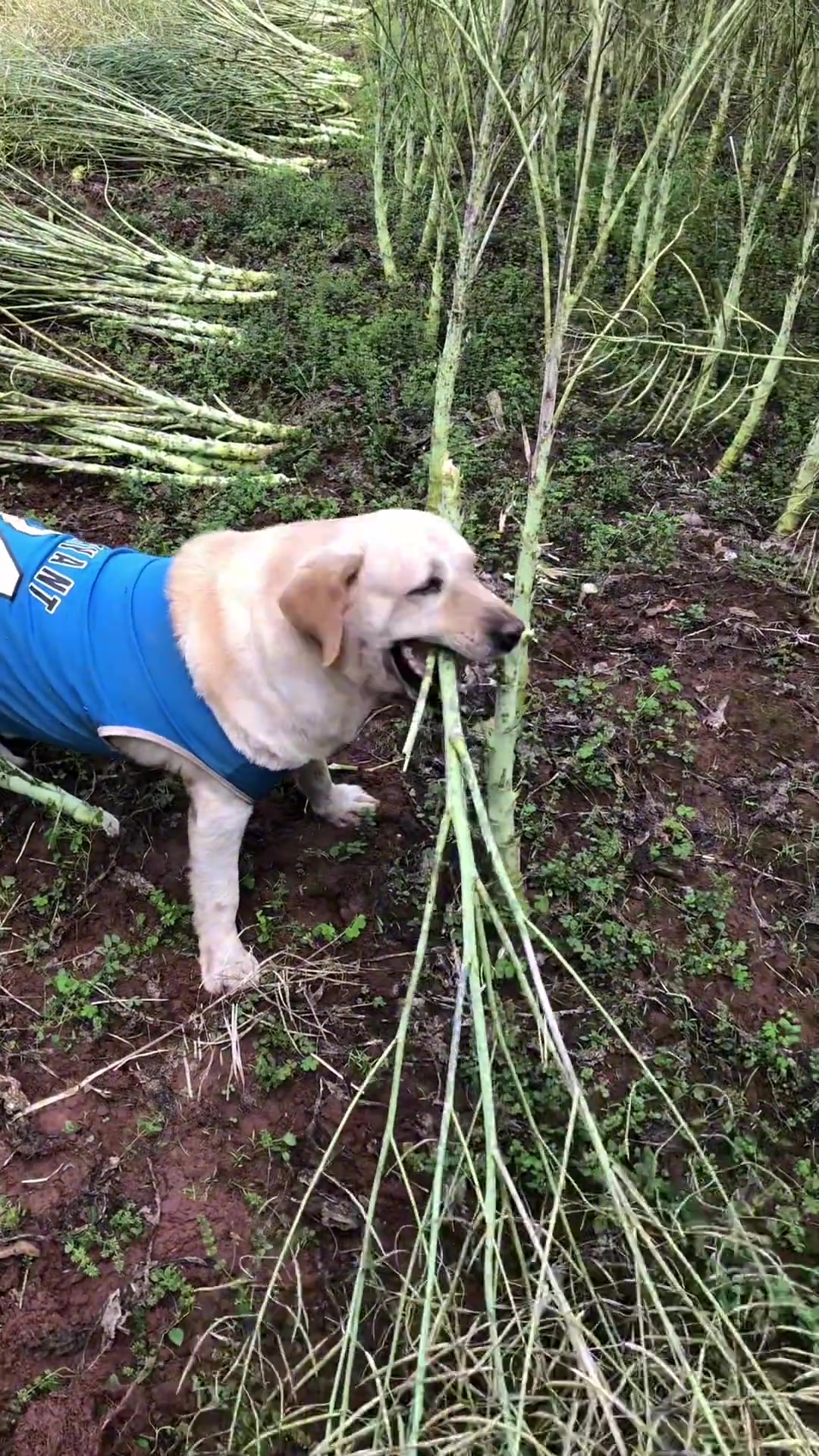 双抢时节 抢收抢种家家忙 狗子也忙