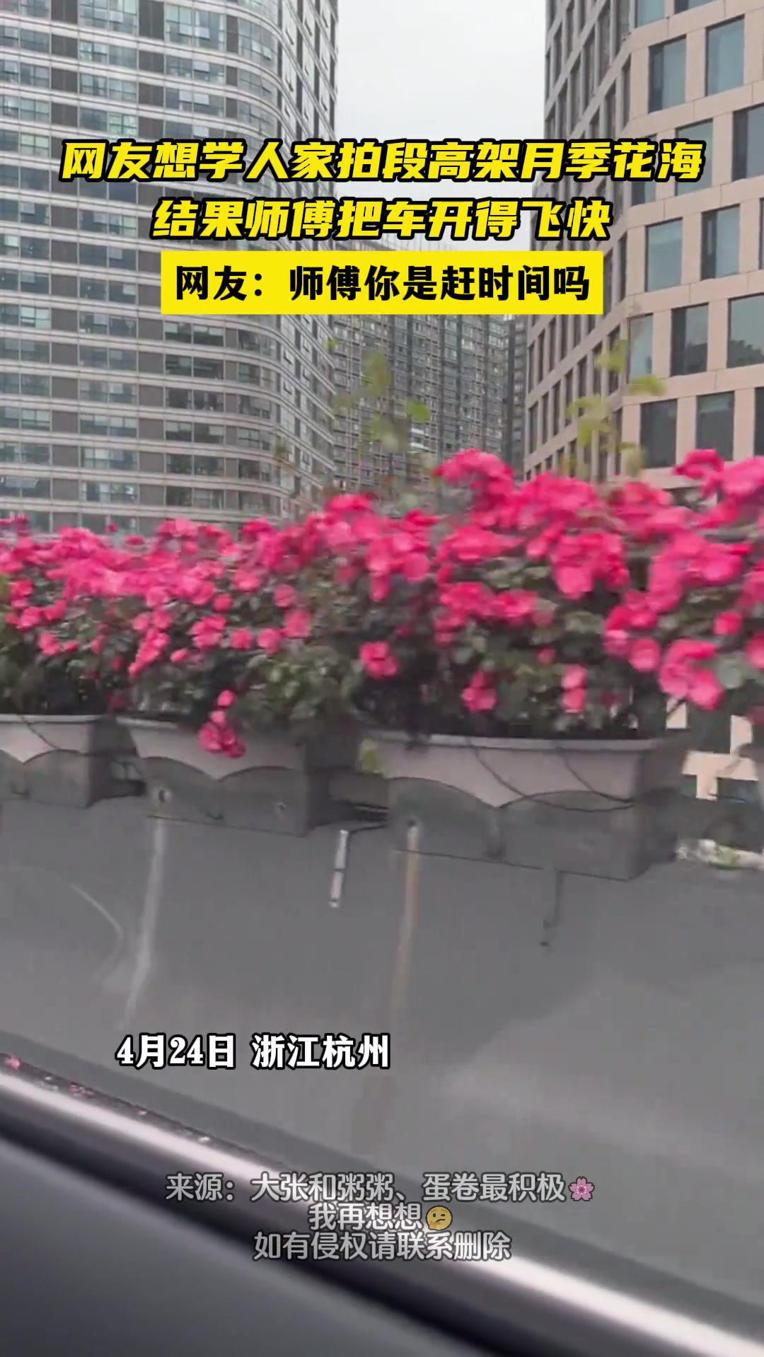 网友想学人家拍段高架月季花海 结果……