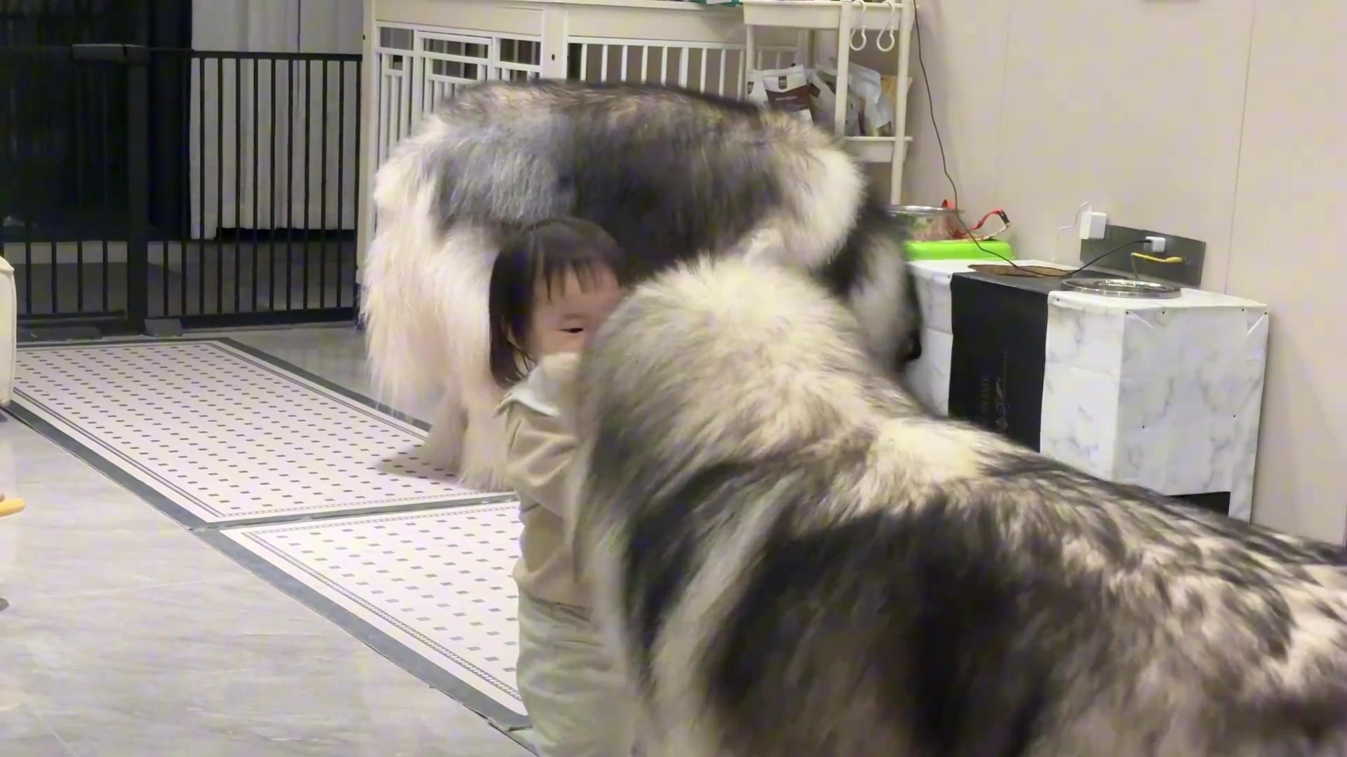 不养狗不知道养狗的欢乐 对于萌娃和萌宠 大爱！！