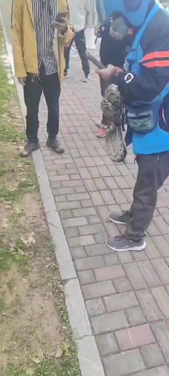 蛇在袭击给你配餐的外卖员