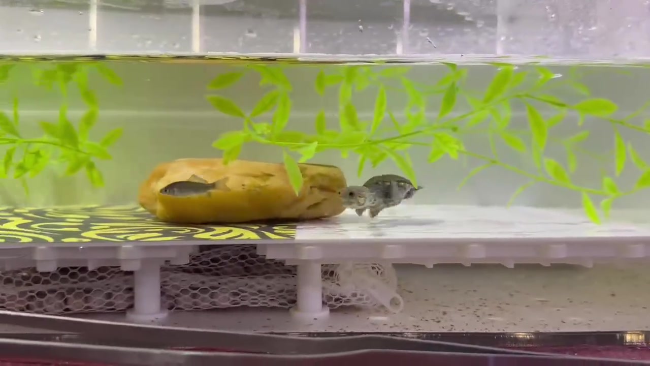 窄桥追鱼是真的猛 !