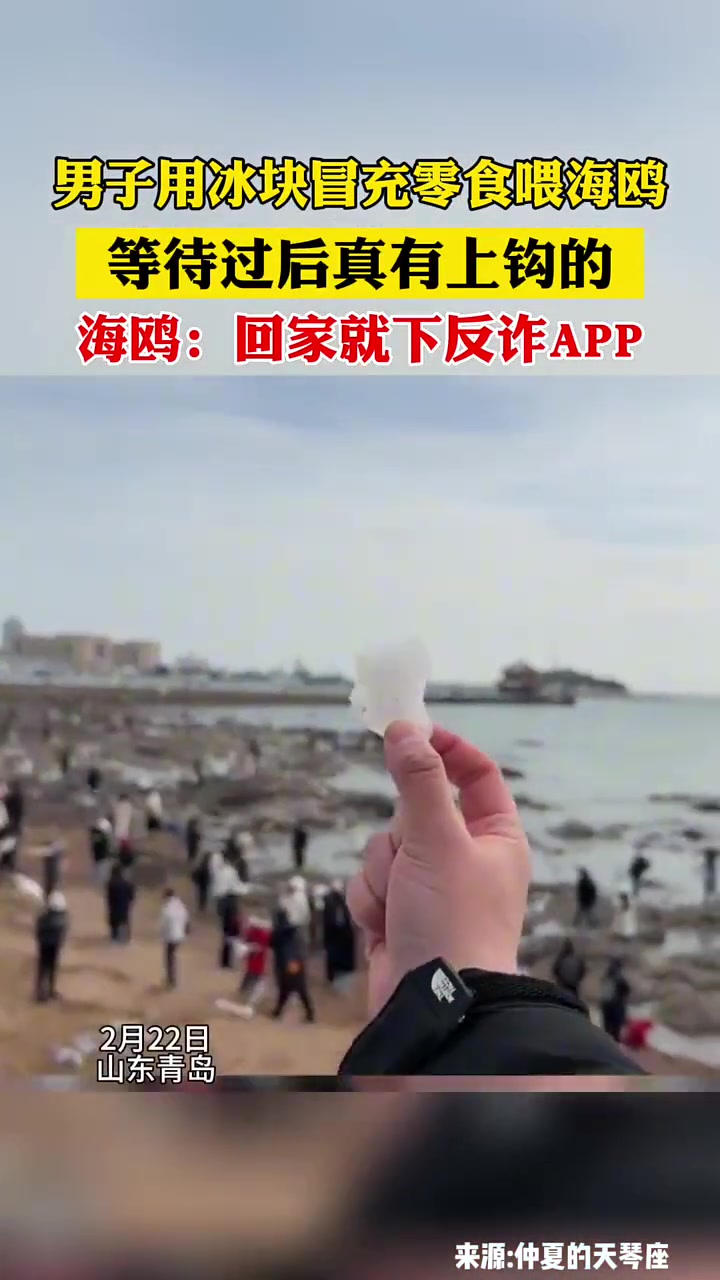 海鸥：回家就学习反诈！