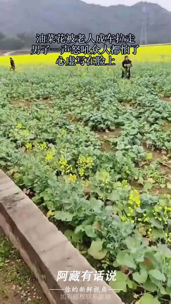 都开车来拉，这不明着偷！