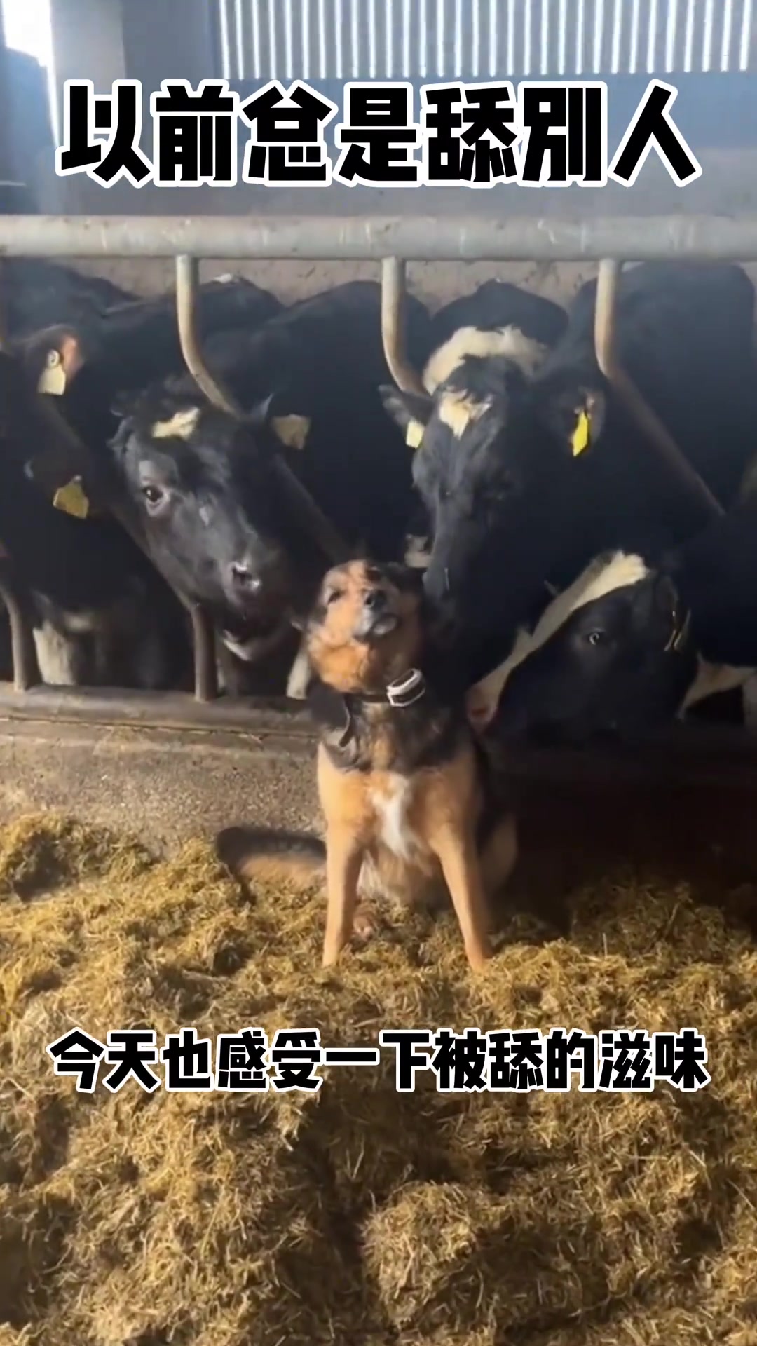 以前总是舔别人，今天也感受下被舔的滋味！