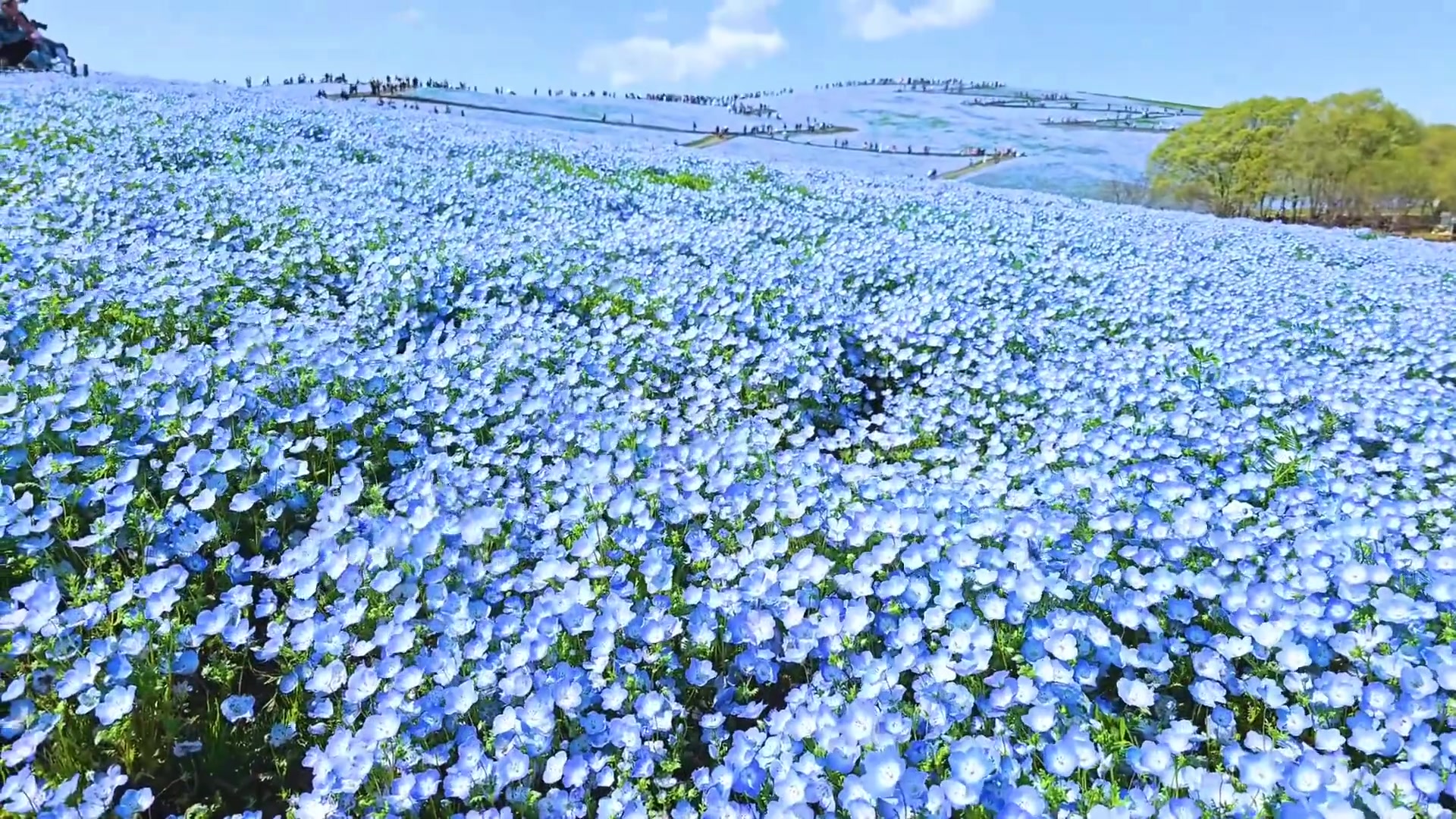 看一场漫山遍野的蓝色花海 一定是件非常幸福的事！