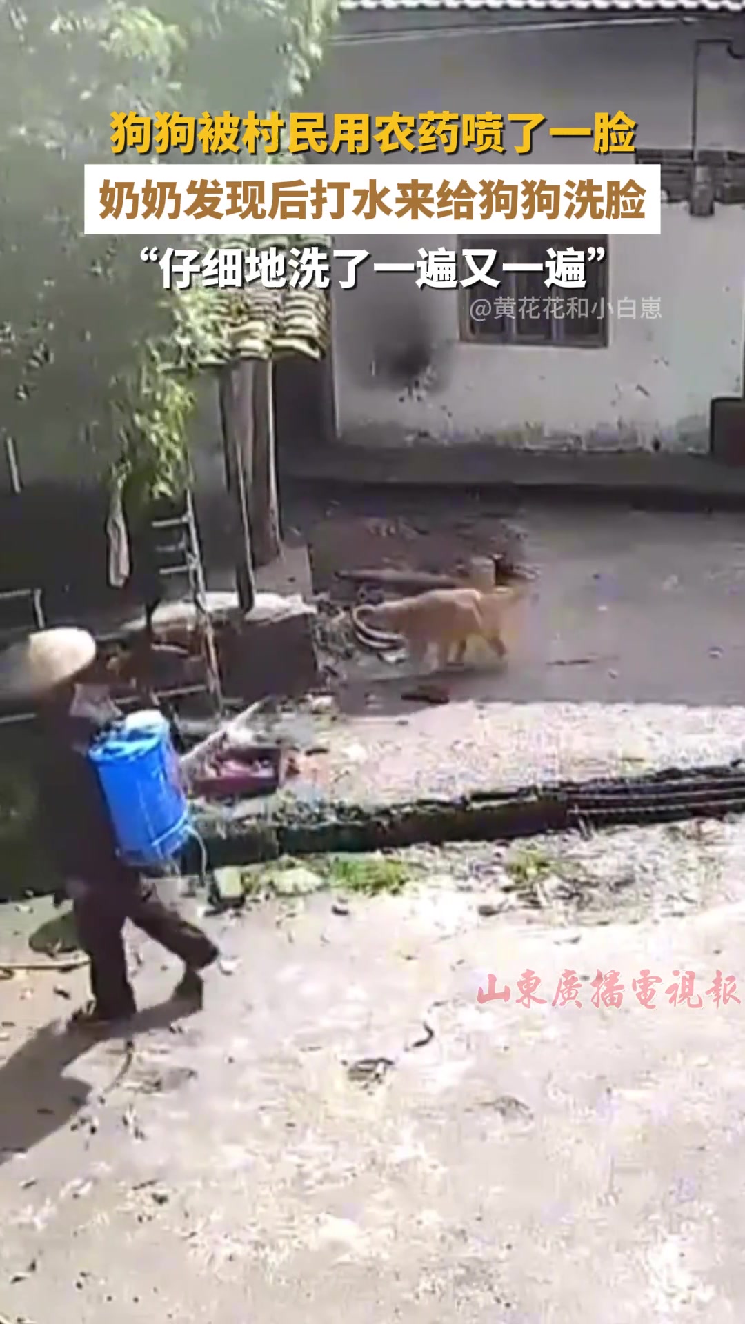 狗狗被人用农药故意喷，奶奶发现后端水给狗狗反复擦洗