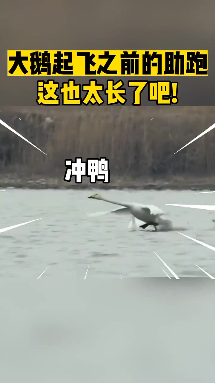 大鹅起飞之前的助跑，这时间也太长了吧