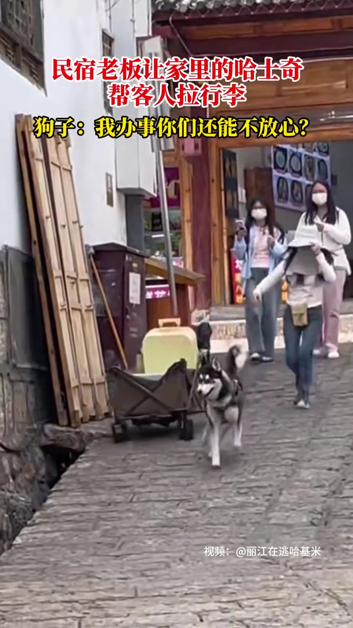 狗子:用狗不疑 疑狗不用