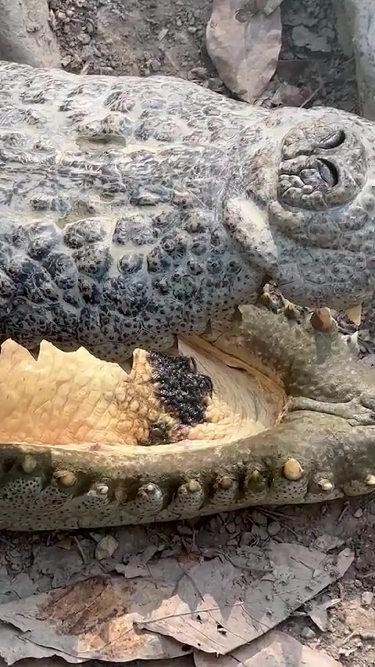 鳄鱼嘴里蠕动的黑色是什么啊？？