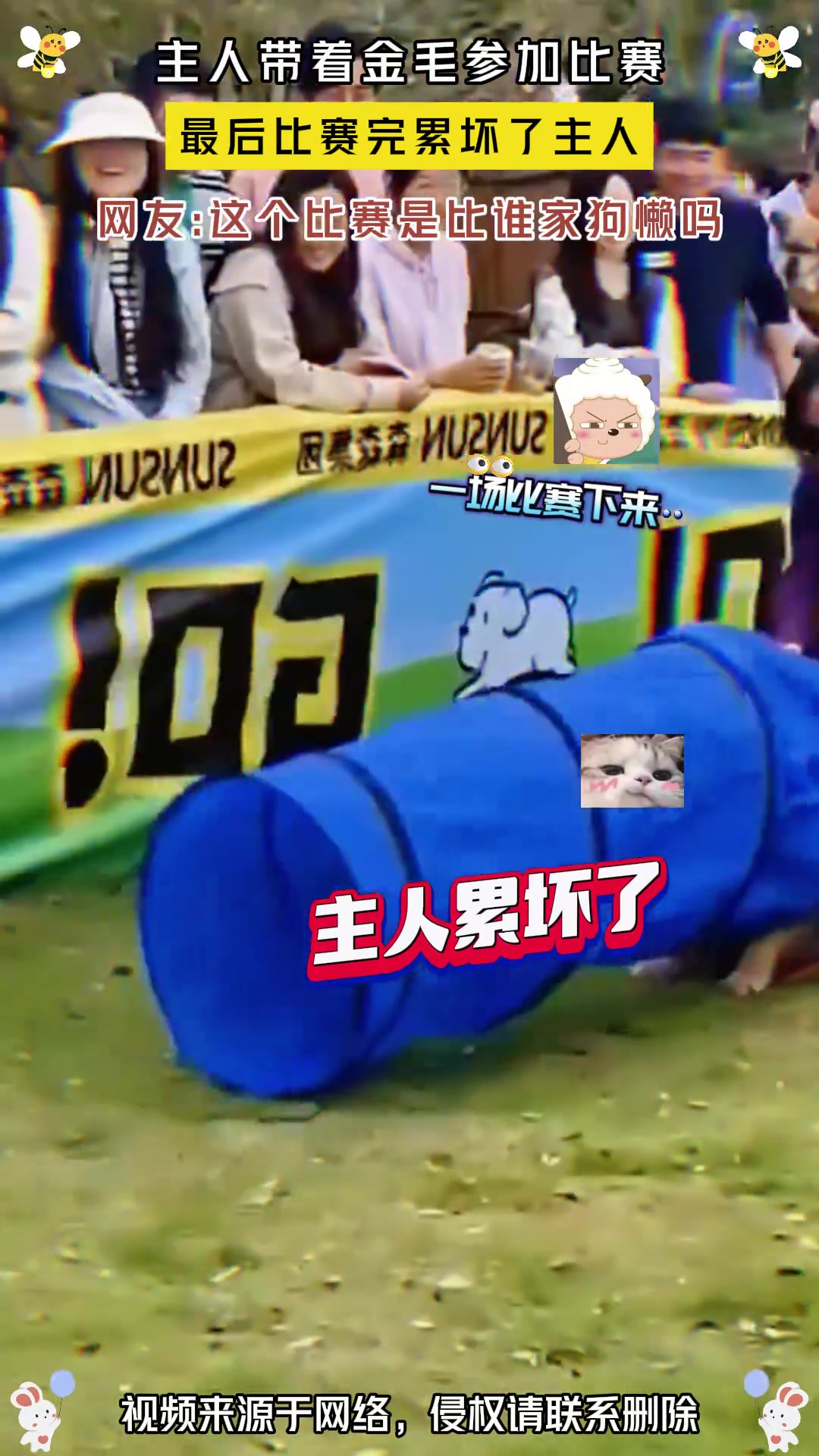 主人带着金毛参加比赛，最后比赛完累坏了主人