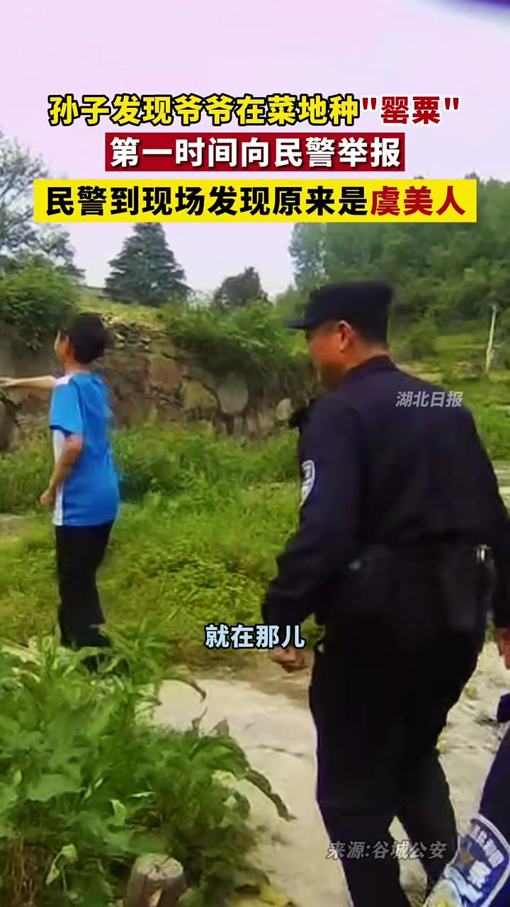 孙子发现爷爷在菜地种“罂粟”，第一时间向民警举报
