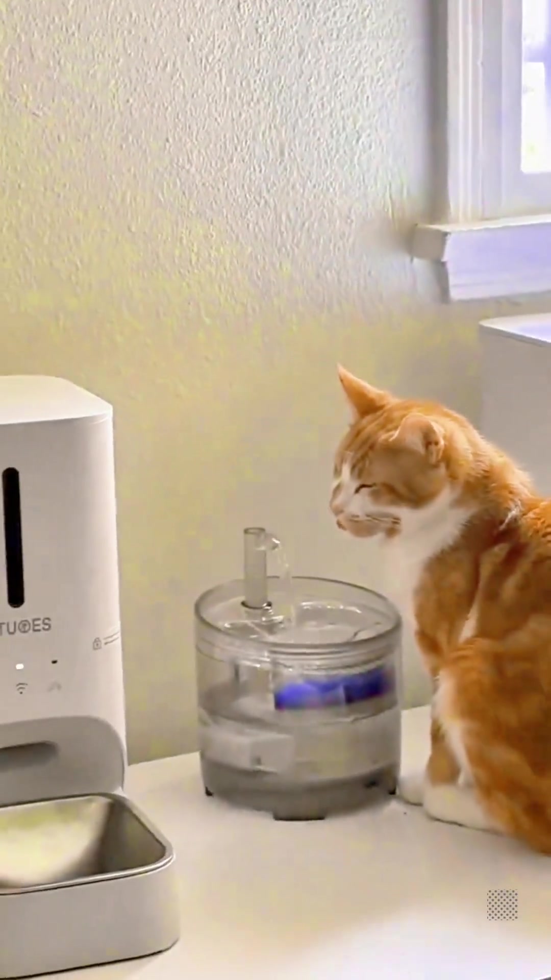 猫咪的迷惑喝水行为，越喝越口渴哈！