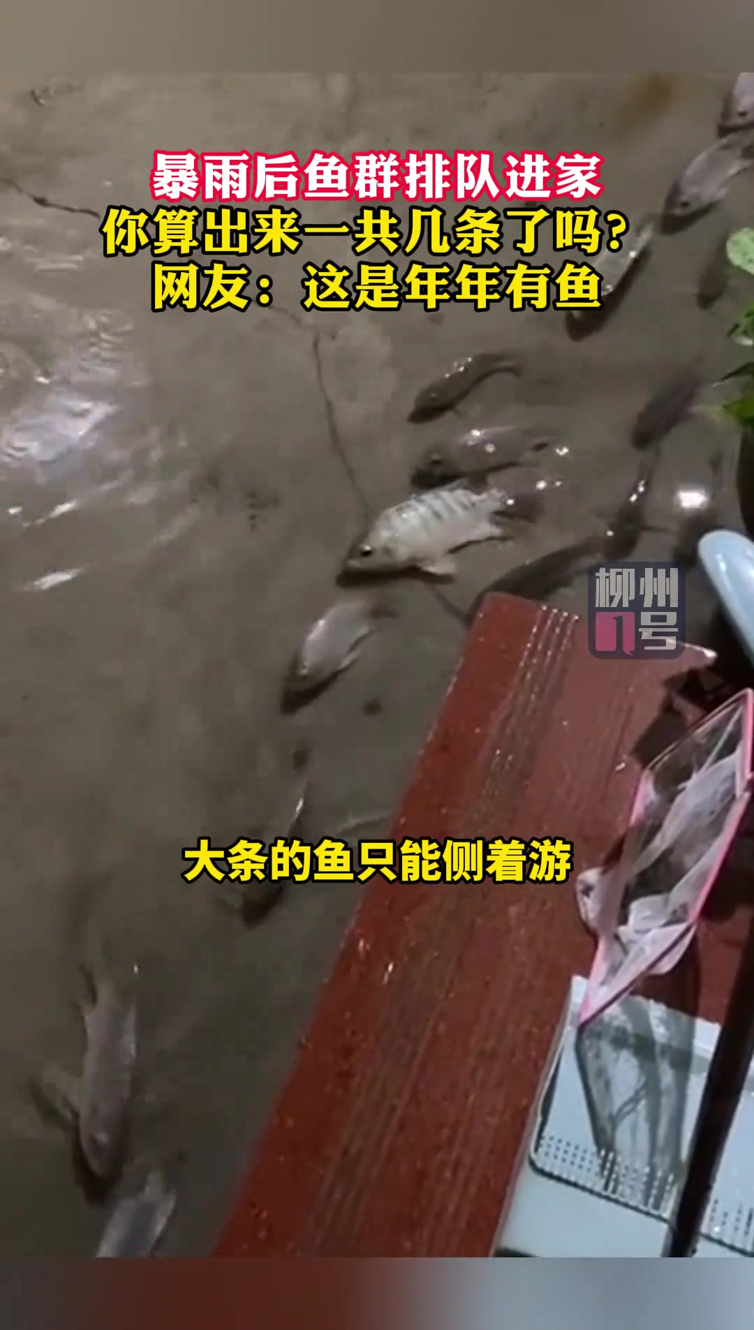 暴雨后鱼群排队进家，你算出来一共几条了吗