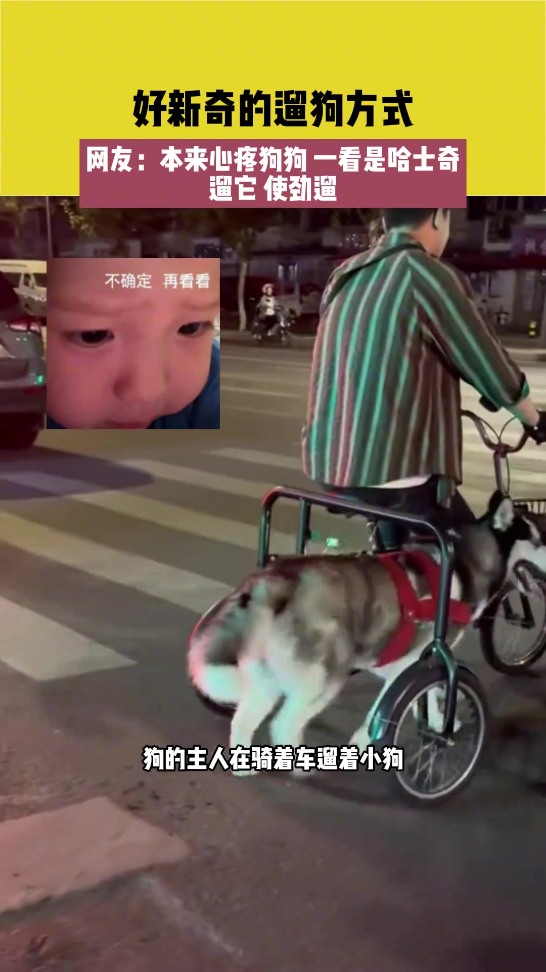 好新奇的遛狗方式，本来心疼狗狗一看是哈士奇，使劲遛