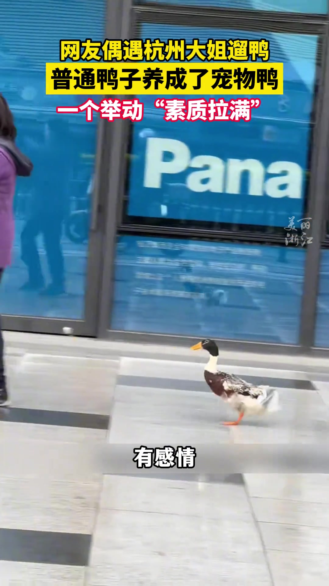 小伙偶遇杭州大姐遛鸭！