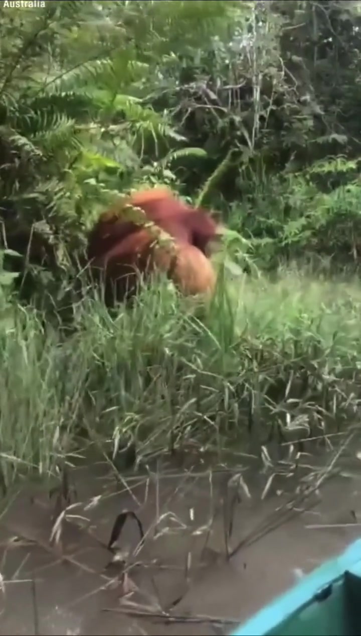 收保护费的，不一定是人类