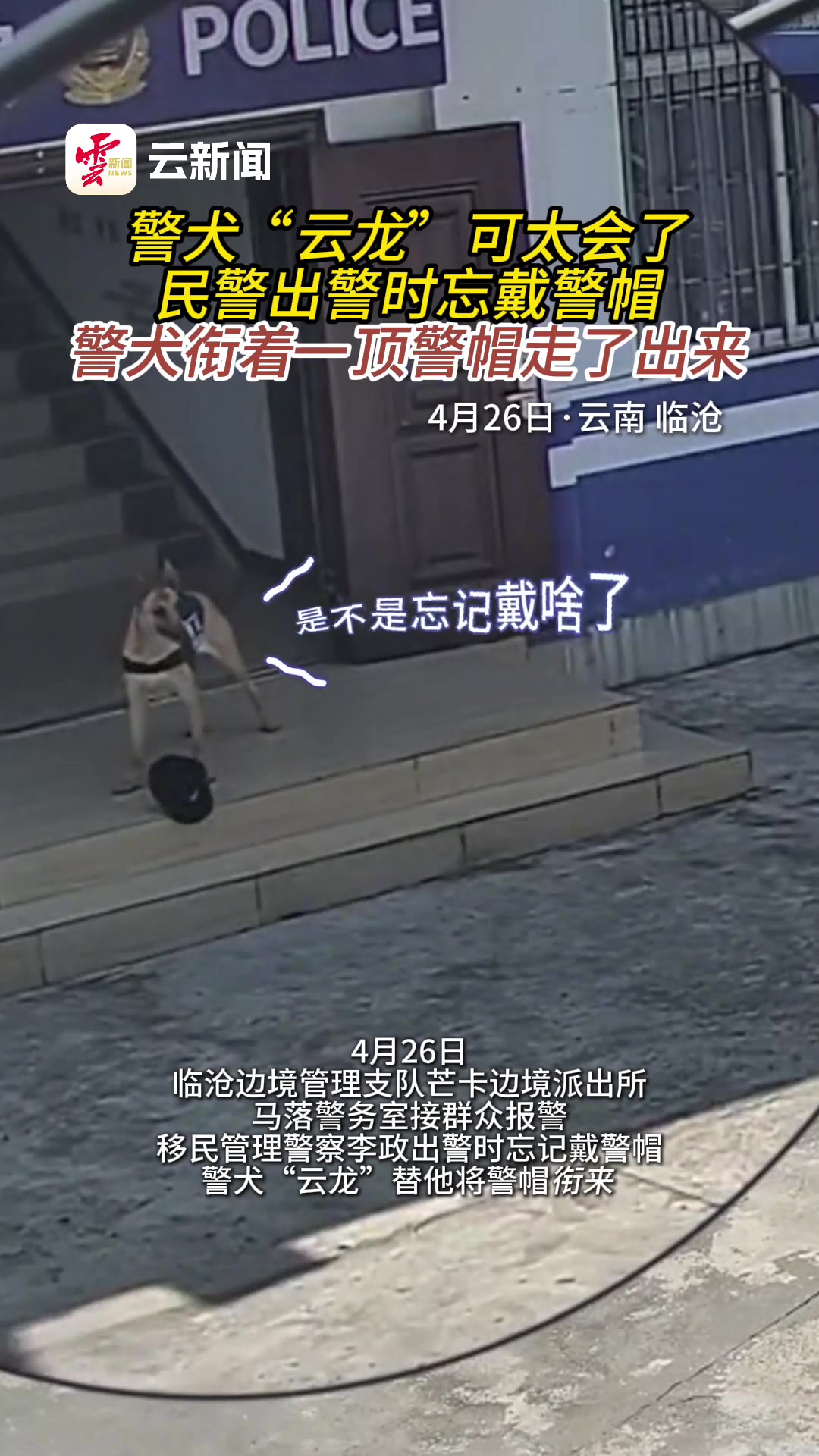 警犬“云龙”可太会了！