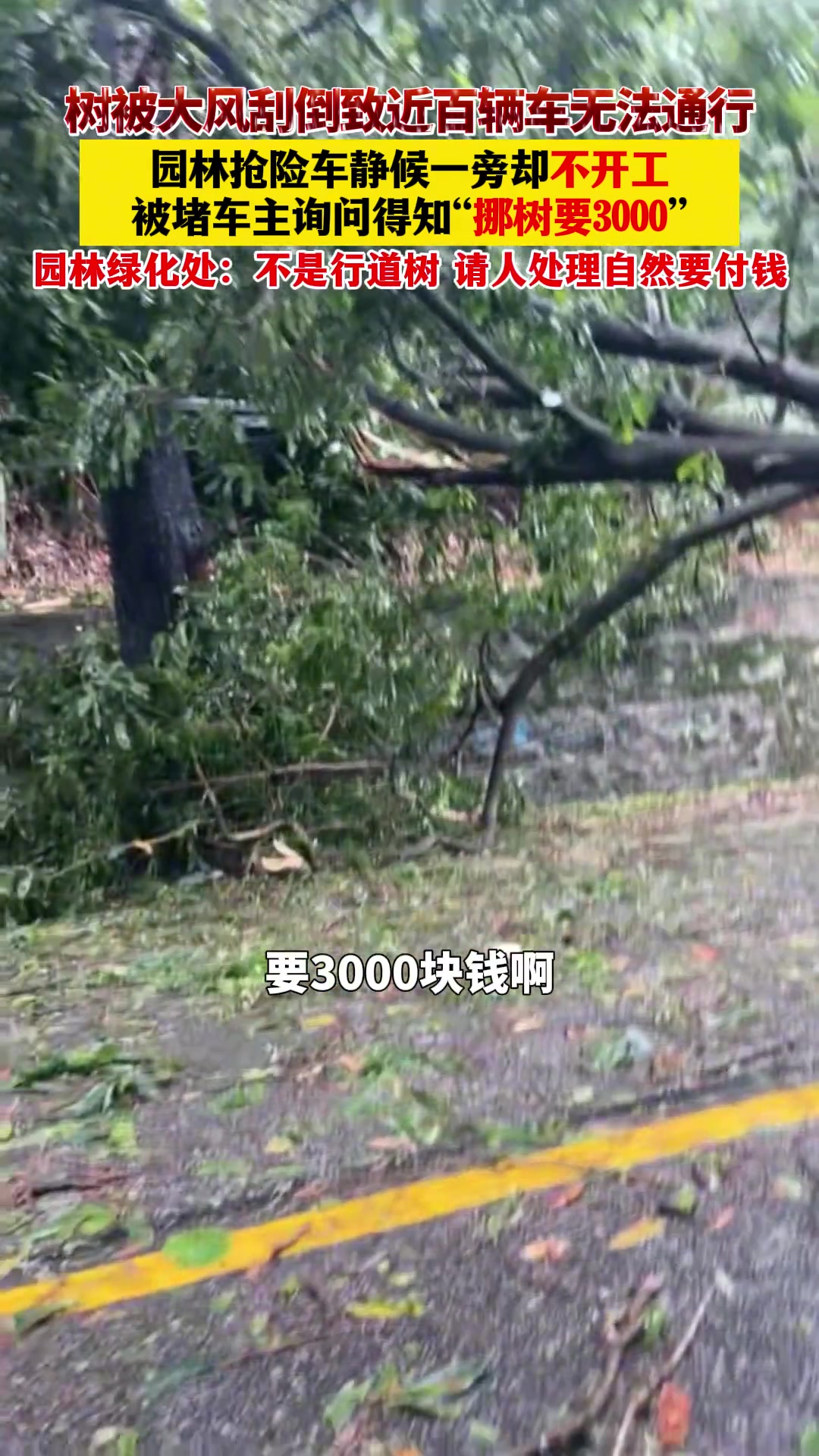 树被大风刮倒致近百辆车无法通行