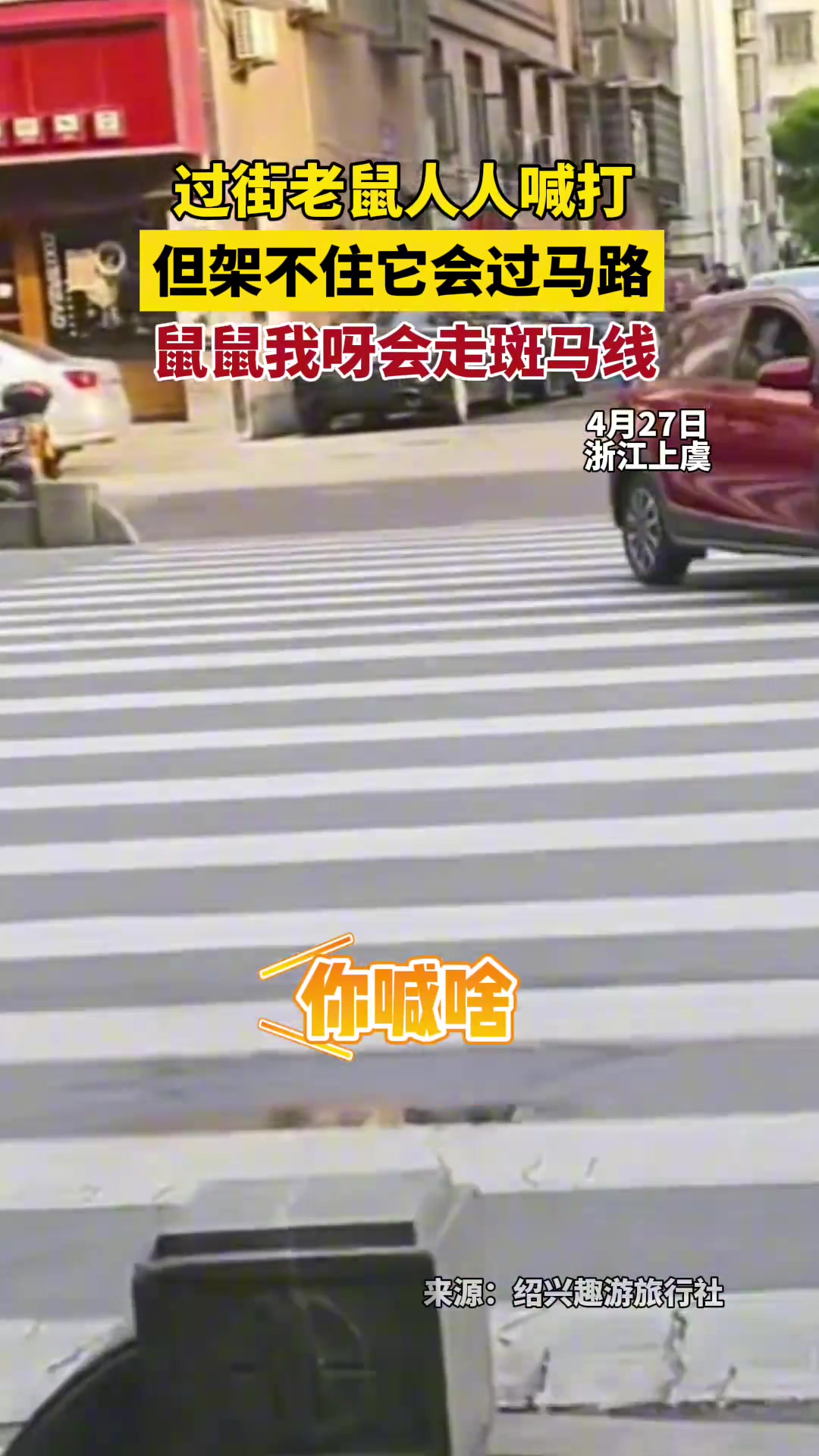 过街老鼠人人喊打，但架不住它会过马路