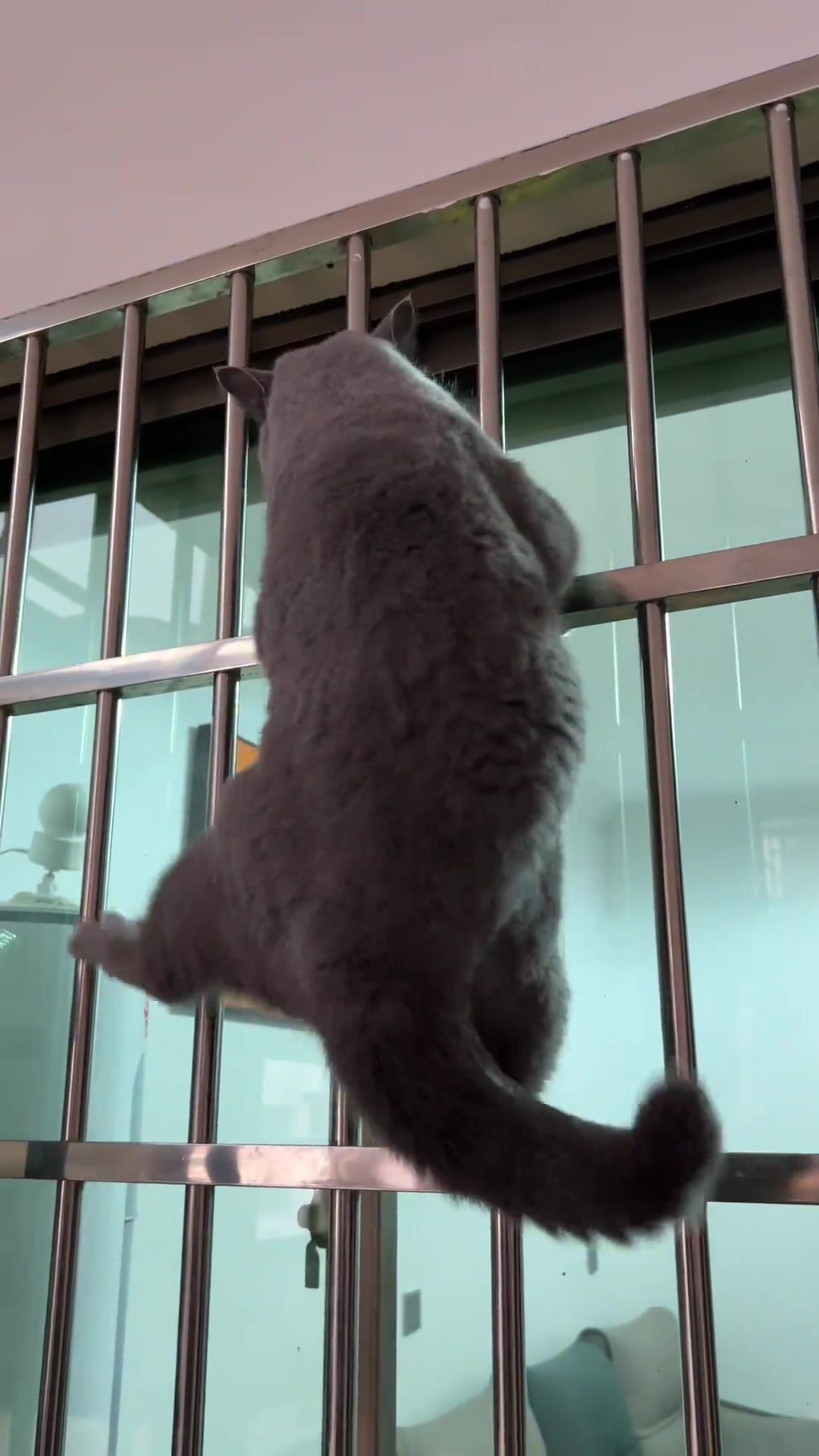 一看就没什么心眼的猫猫