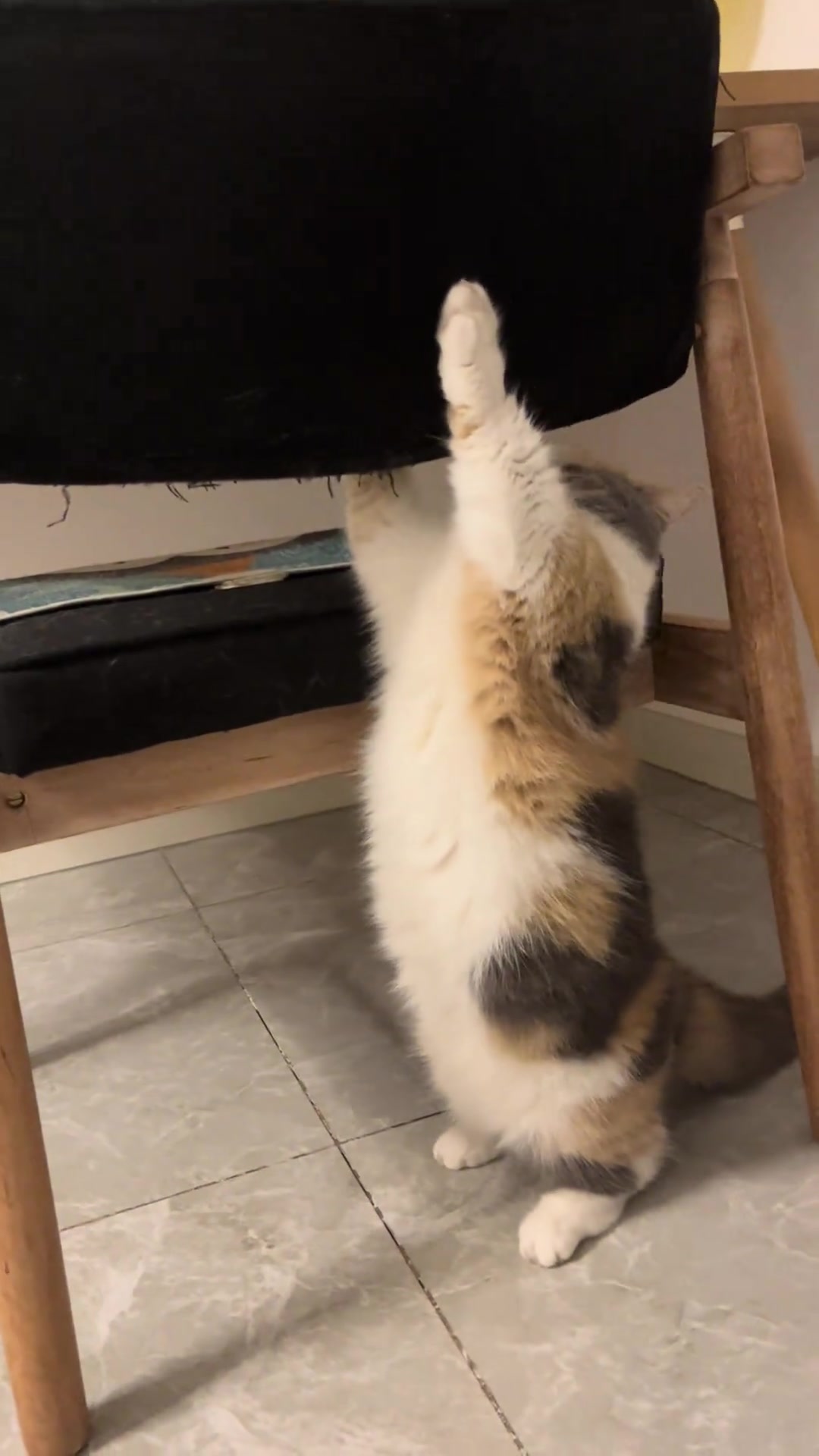 谁不为小猫咪着迷呢