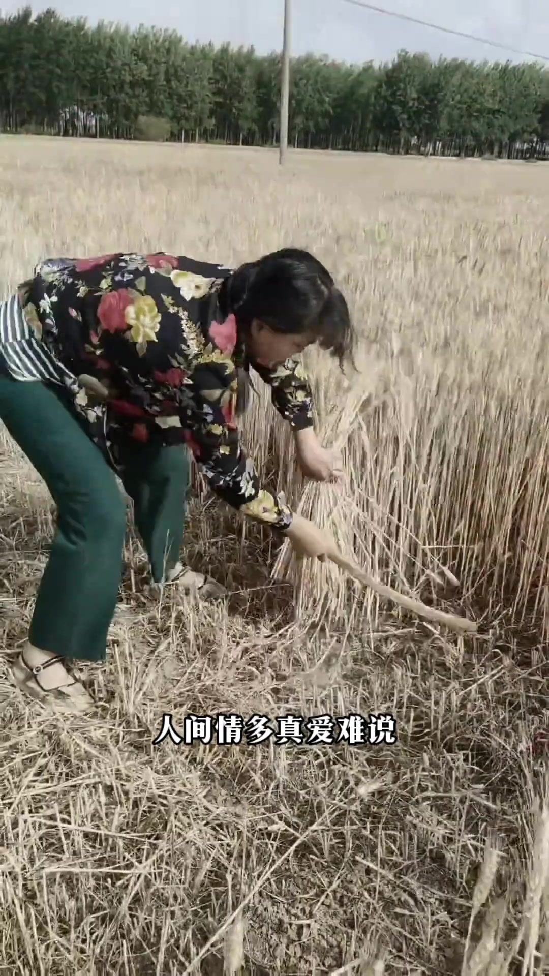 三十年前麦收的场景你还记得吗